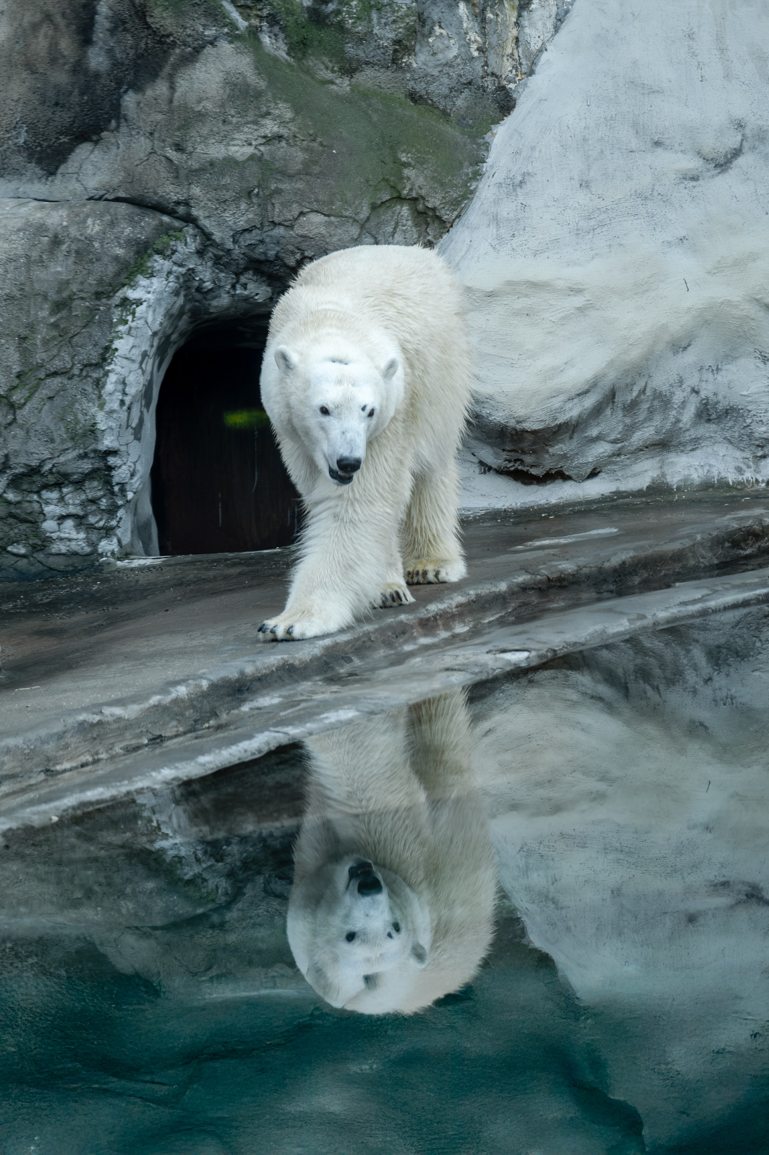 Росомаха Крендель и белый медведь. Зоофотограф, фотограф животных в Москве и области Дина Дамоцева