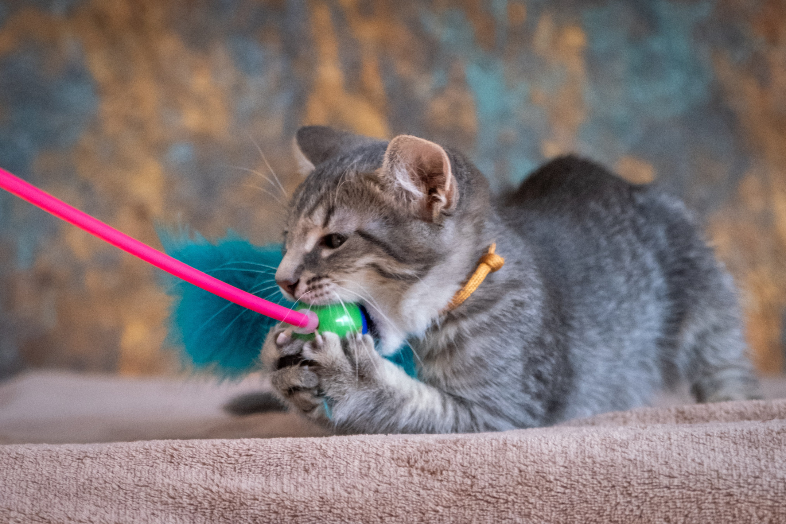 Котята для Дианы. Зоофотограф, фотограф животных в Москве и области Дина Дамоцева