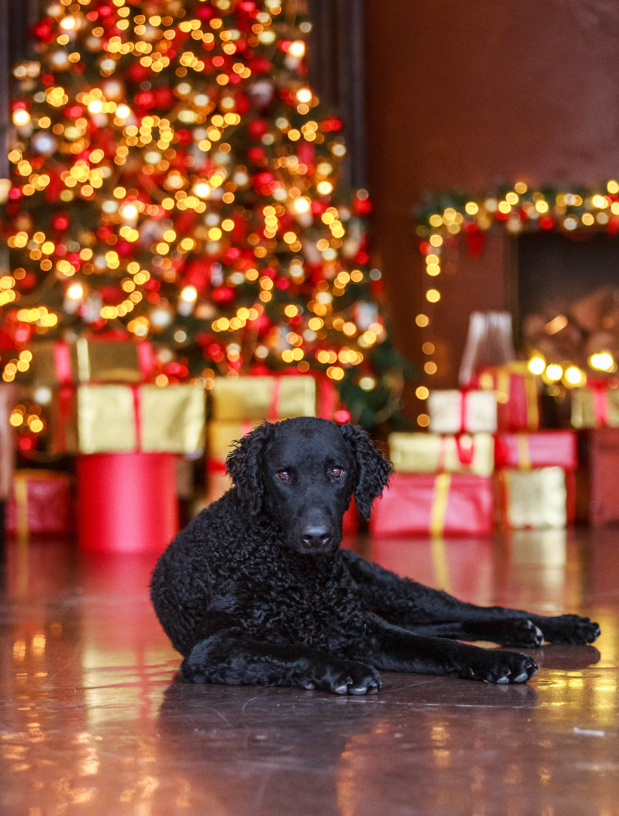 Лабрадор ретривер и курчавошерстный ретривер фотосессия на Новый год в фотостудии. Семейный и детский фотограф в Москве Мария Быкова