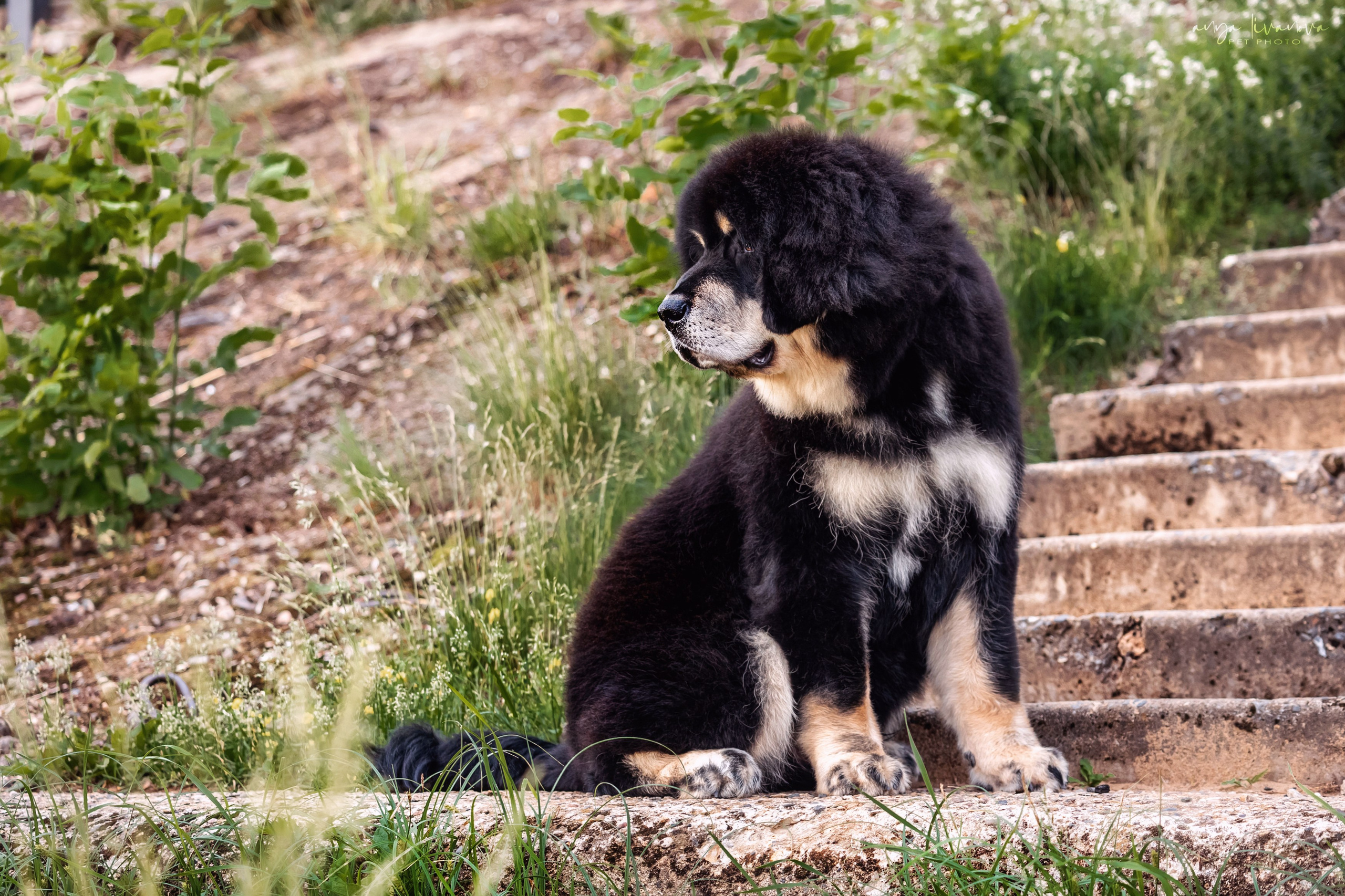 Лео. Фотограф анималист Аня Ливанова | Рыбинск