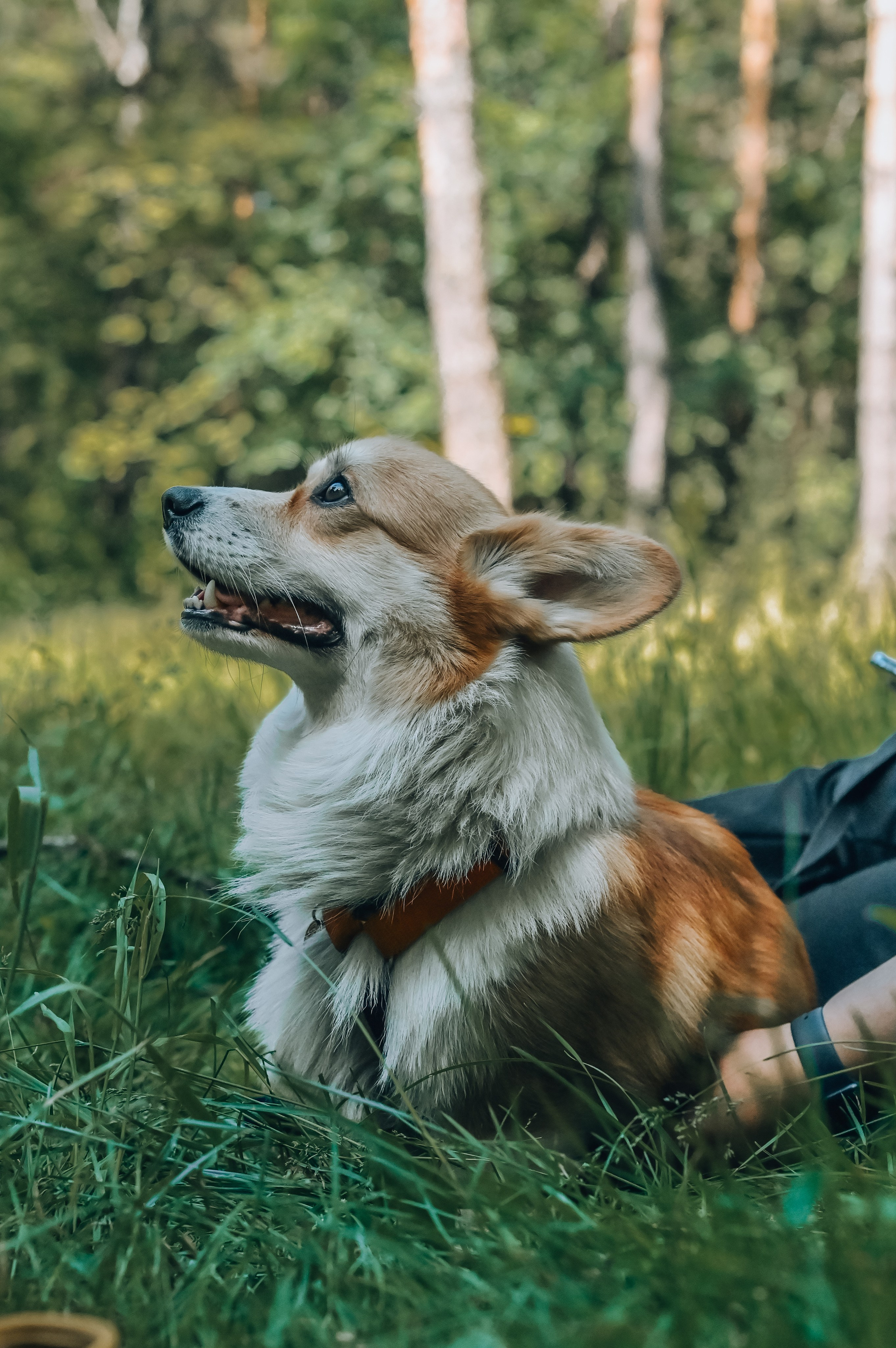 Кинологические соревнования. Семейный и репортажный фотограф в Москве Анастасия Трубкина