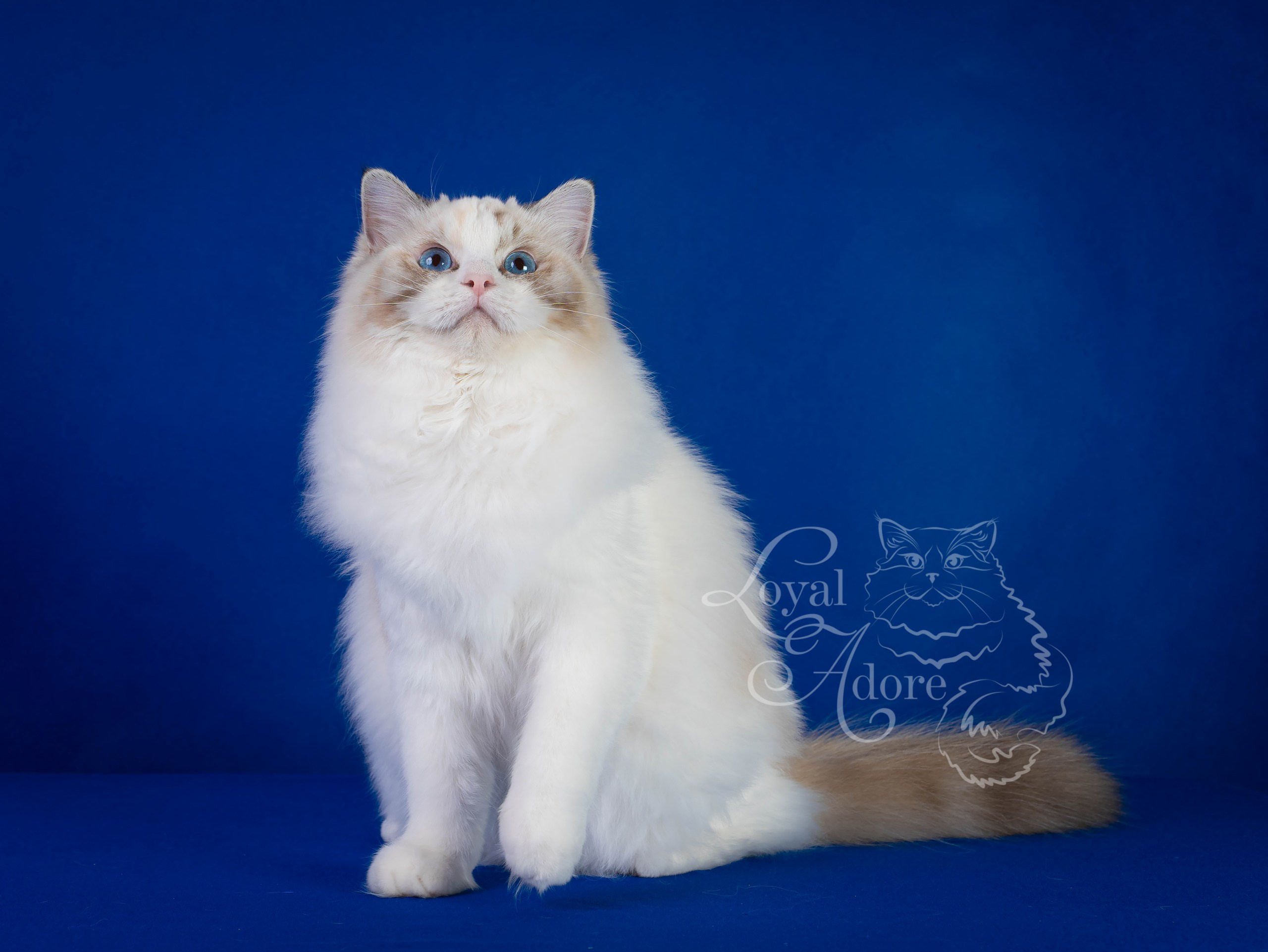 Кошки производители Loyal Adore. Питомник рэгдолл Loyal Adore