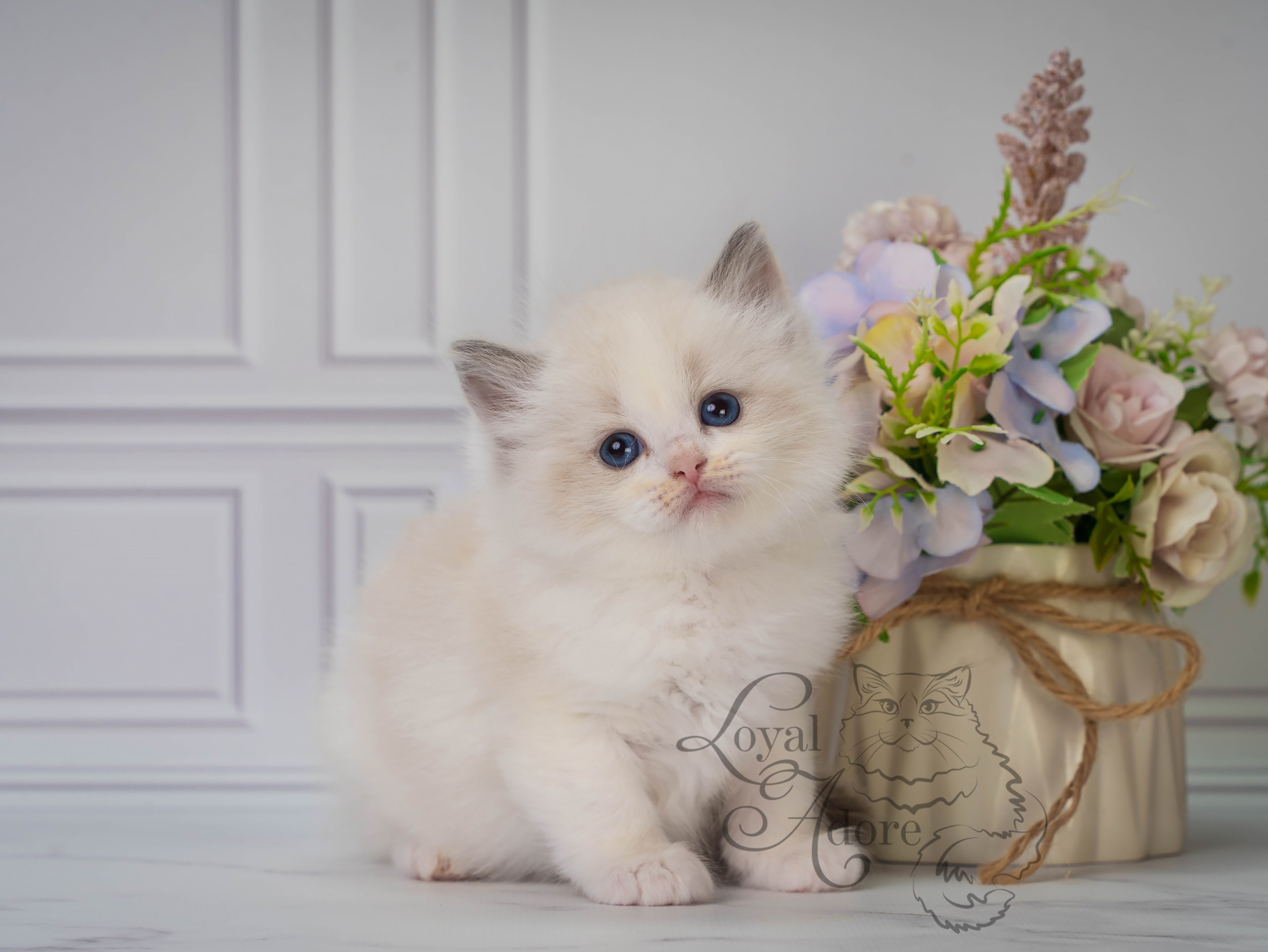 Котята рэгдолл от Loyal Adore. Питомник рэгдолл Loyal Adore