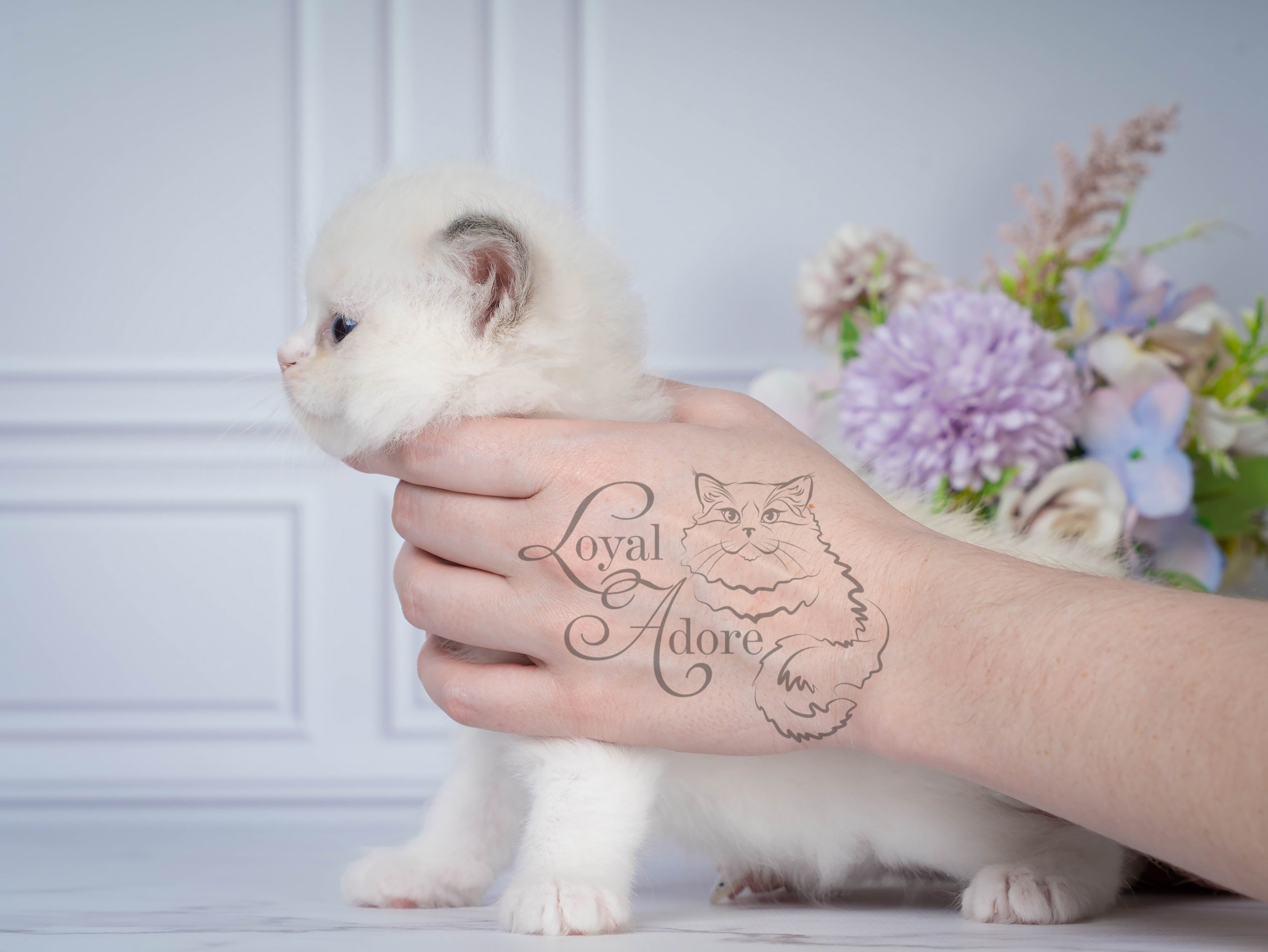 Котята рэгдолл от Loyal Adore. Питомник рэгдолл Loyal Adore