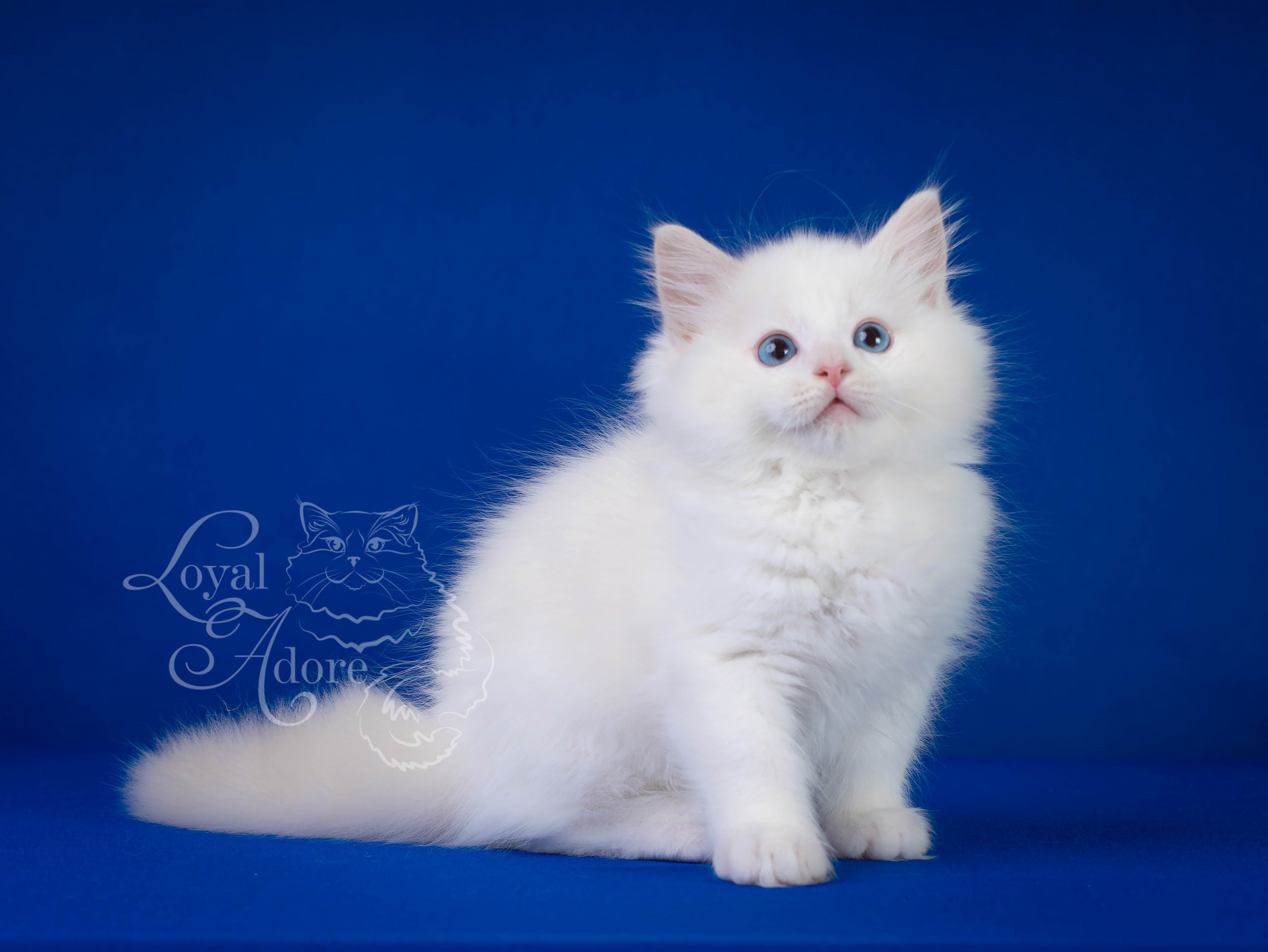 Котята рэгдолл от Loyal Adore. Питомник рэгдолл Loyal Adore