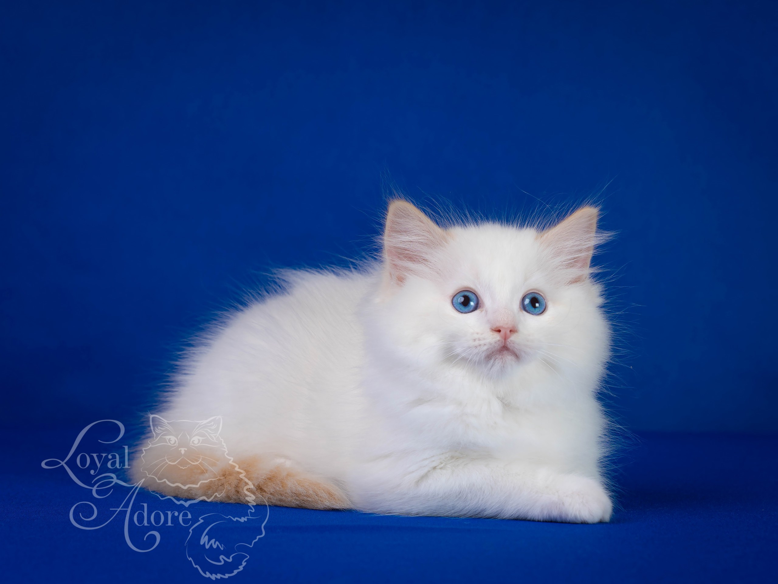 Котята рэгдолл от Loyal Adore. Питомник рэгдолл Loyal Adore