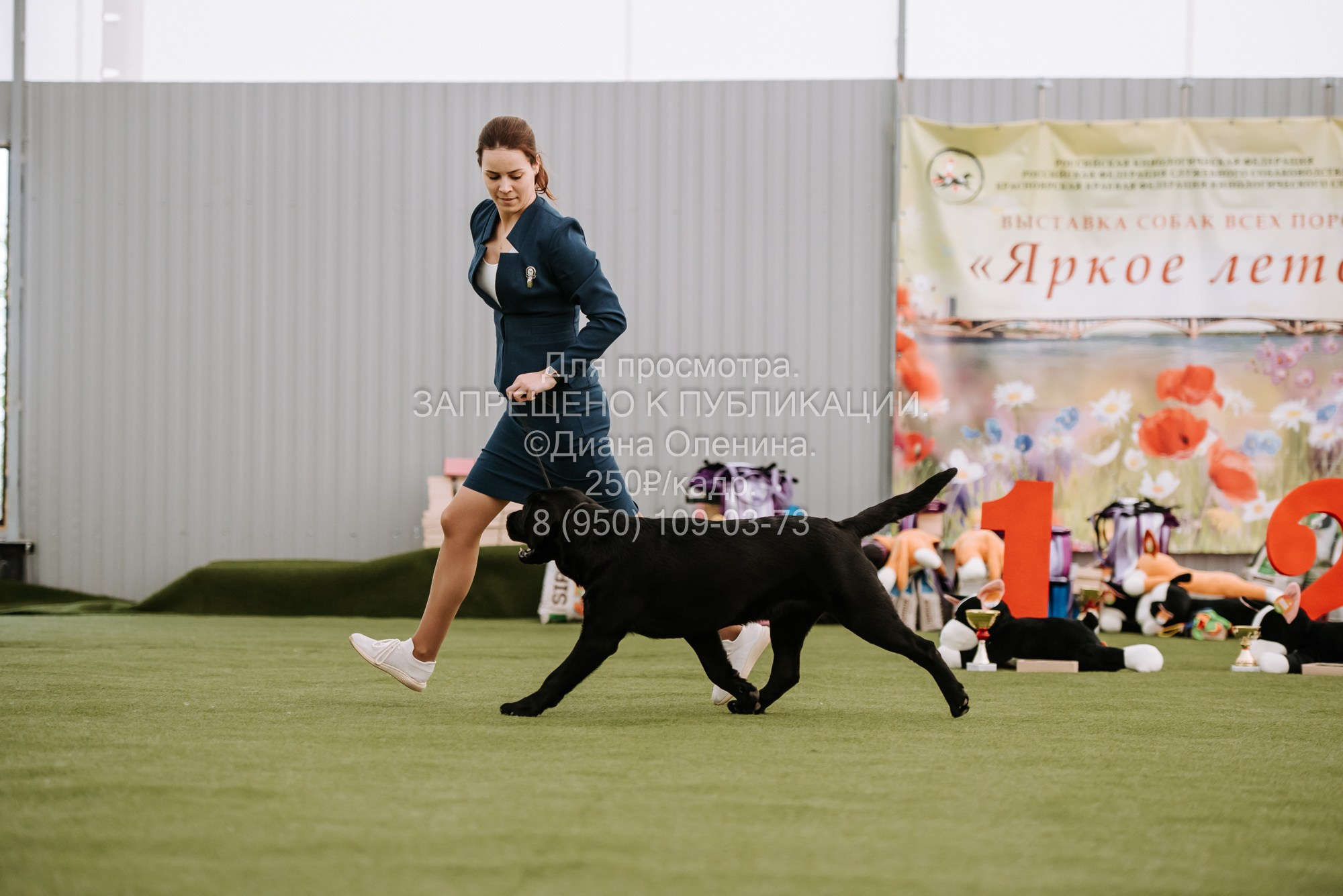 Выставка собак Красноярск 2.06. Фотограф Диана Оленина Красноярск / Братск