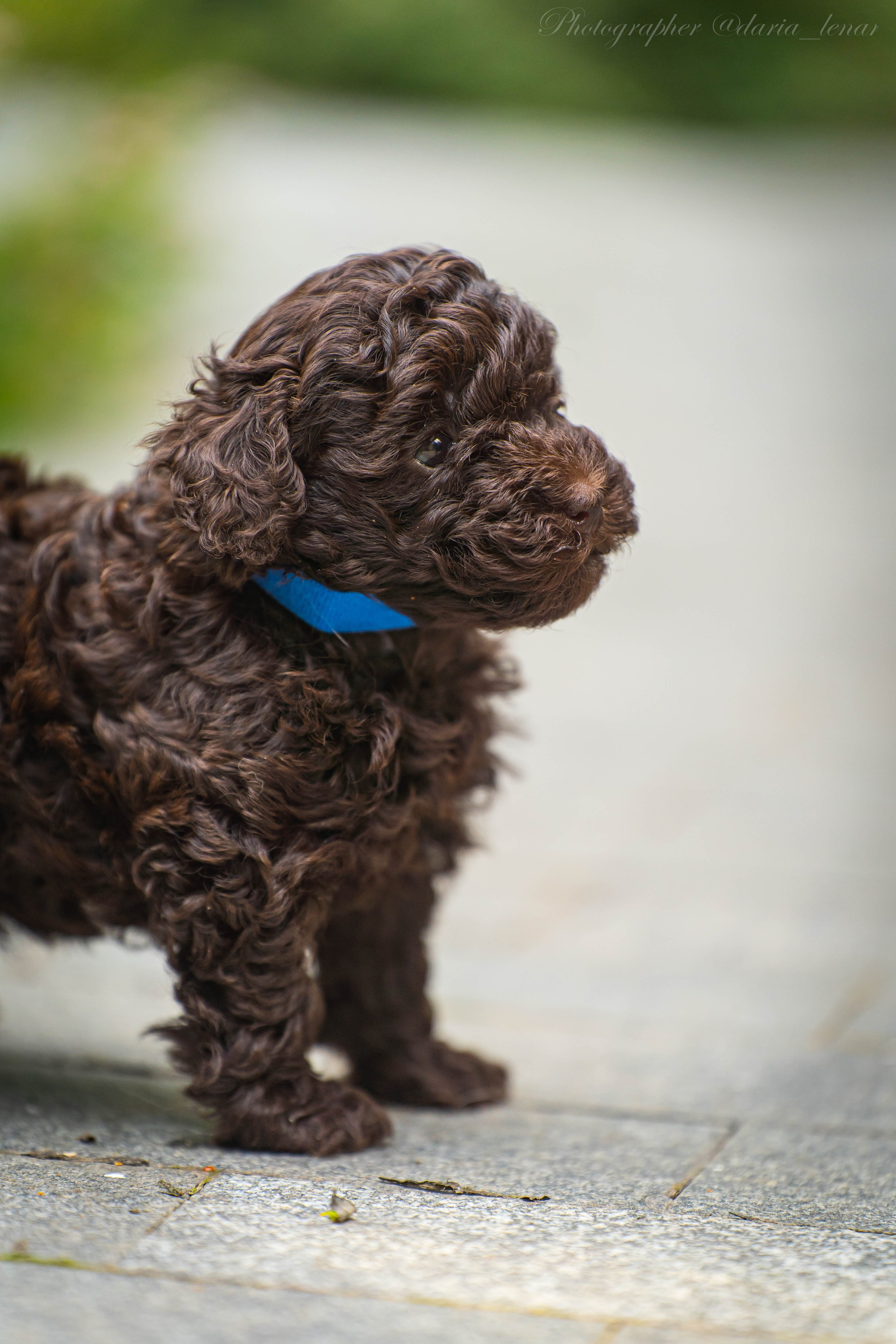 Питомник мини-пуделей. Фотограф в Москве Ленарская Дарья