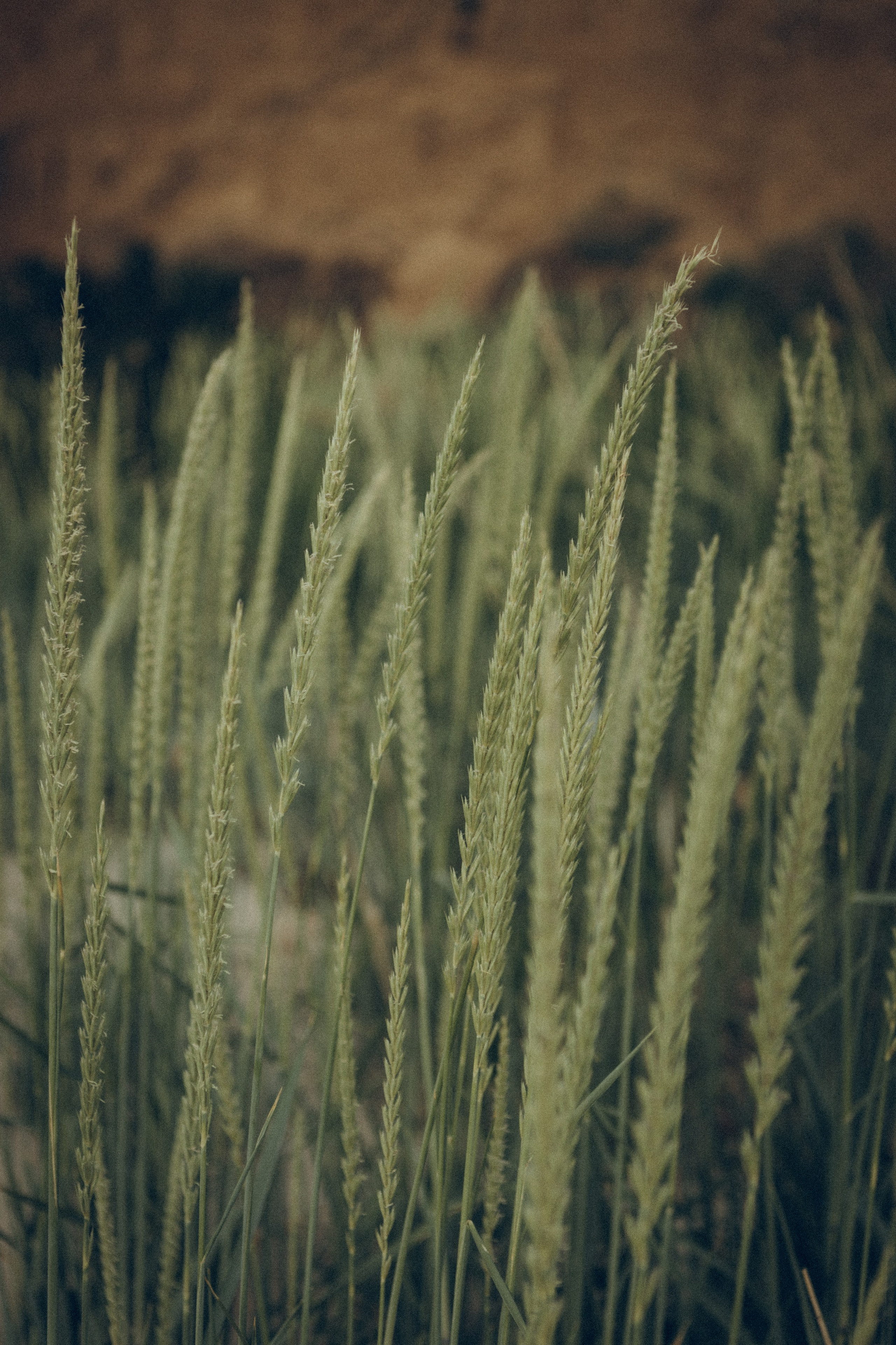 Виктория & Денис. Семейный фотограф и фотограф на роды в Ростове-на-Дону Мухина Виктория
