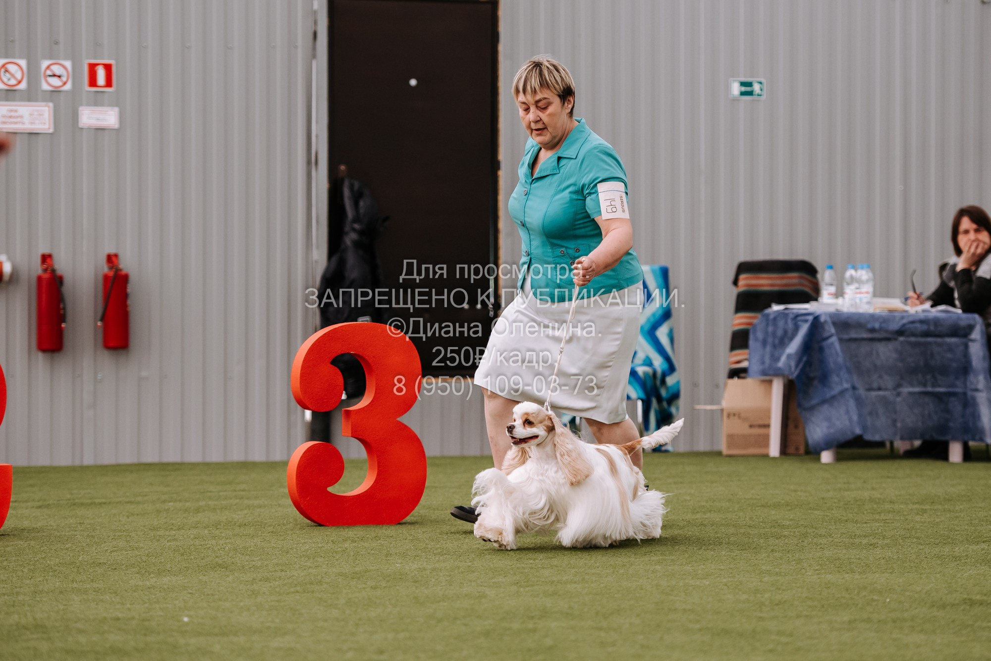 Выставка собак Красноярск 2.06. Фотограф Диана Оленина Красноярск / Братск