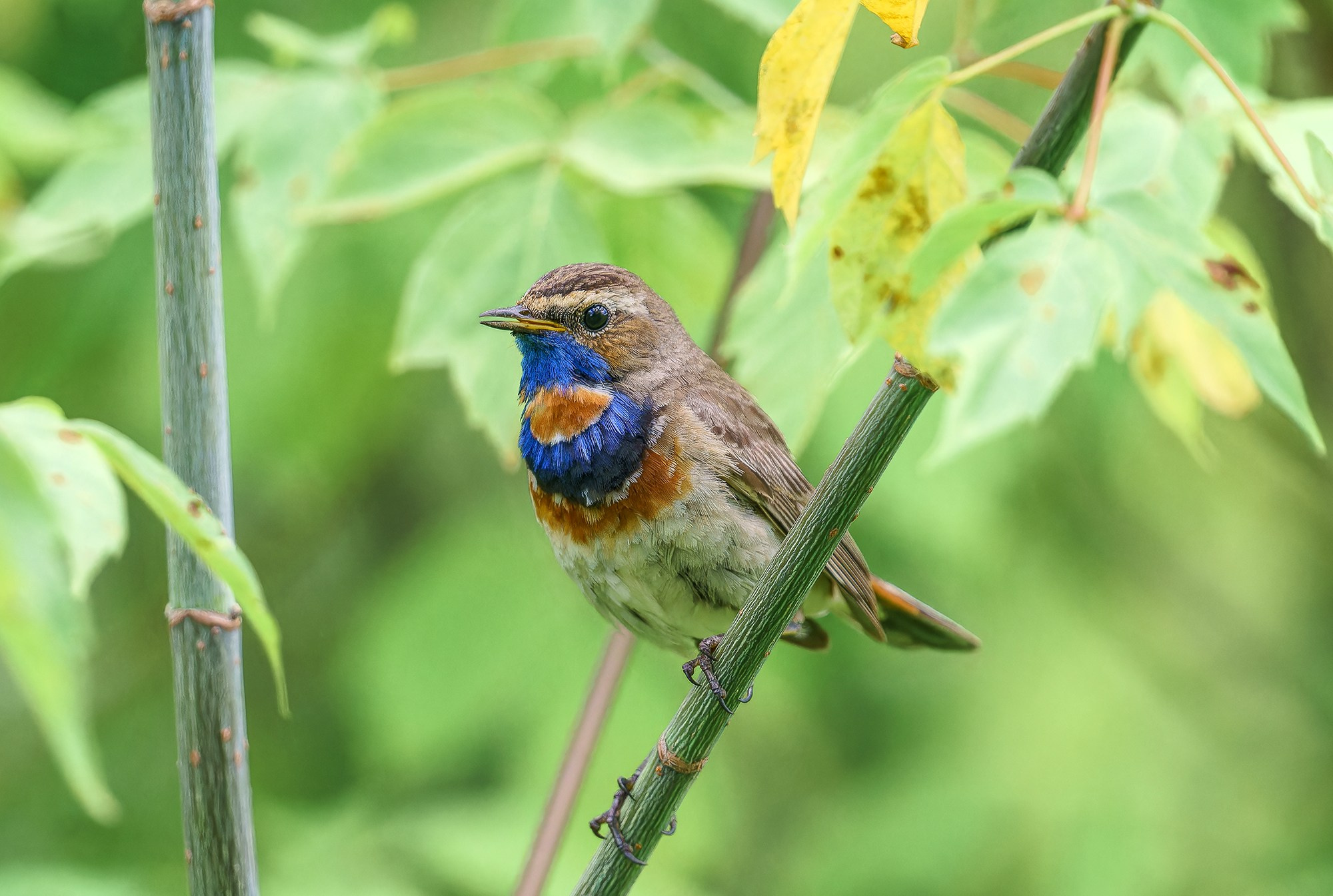 Удивительные мир птиц. Вокруг нас столько прекрасного — присмотритесь!. Ваш личный фотограф Марина Волкова