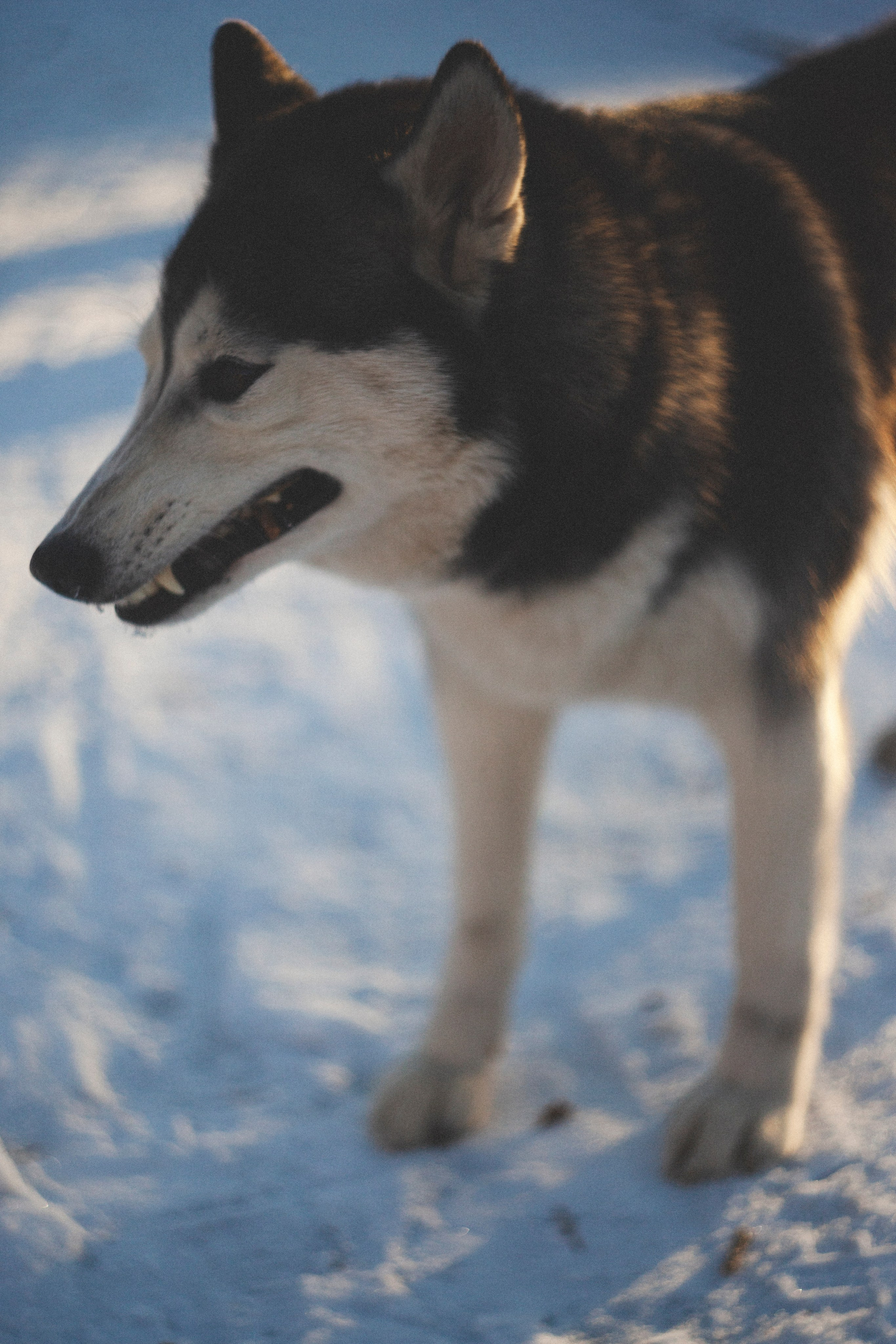 В Алексеевском саду. Фотограф Адигамова Юлия в Петербурге