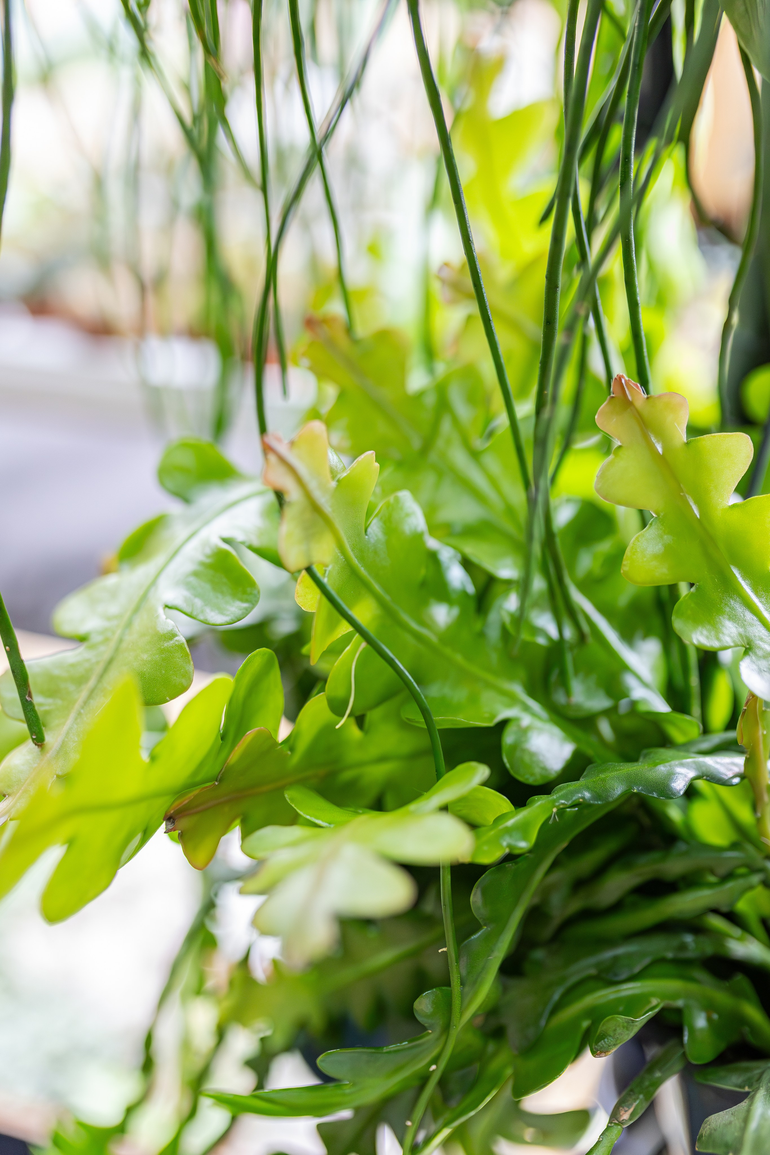 Монстериум апрель 2026. Александра Куликова фотограф, Москва