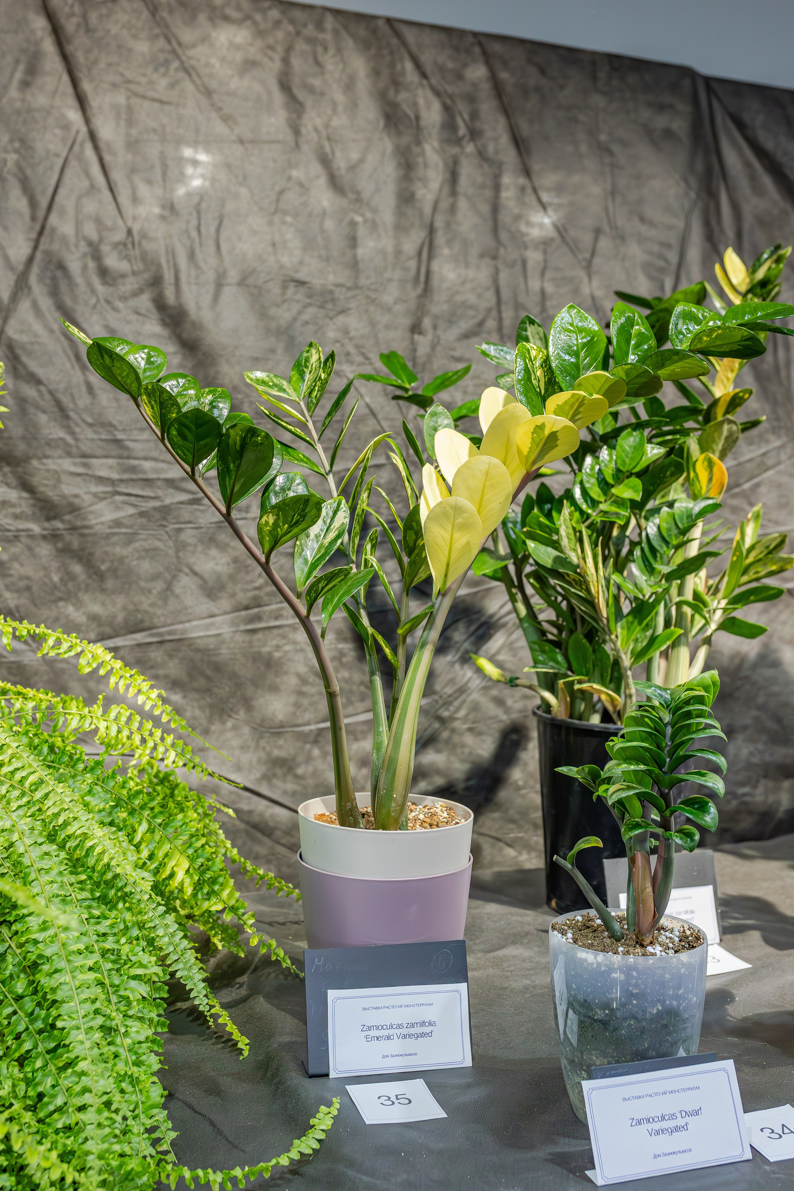 Монстериум апрель 2026. Александра Куликова фотограф, Москва