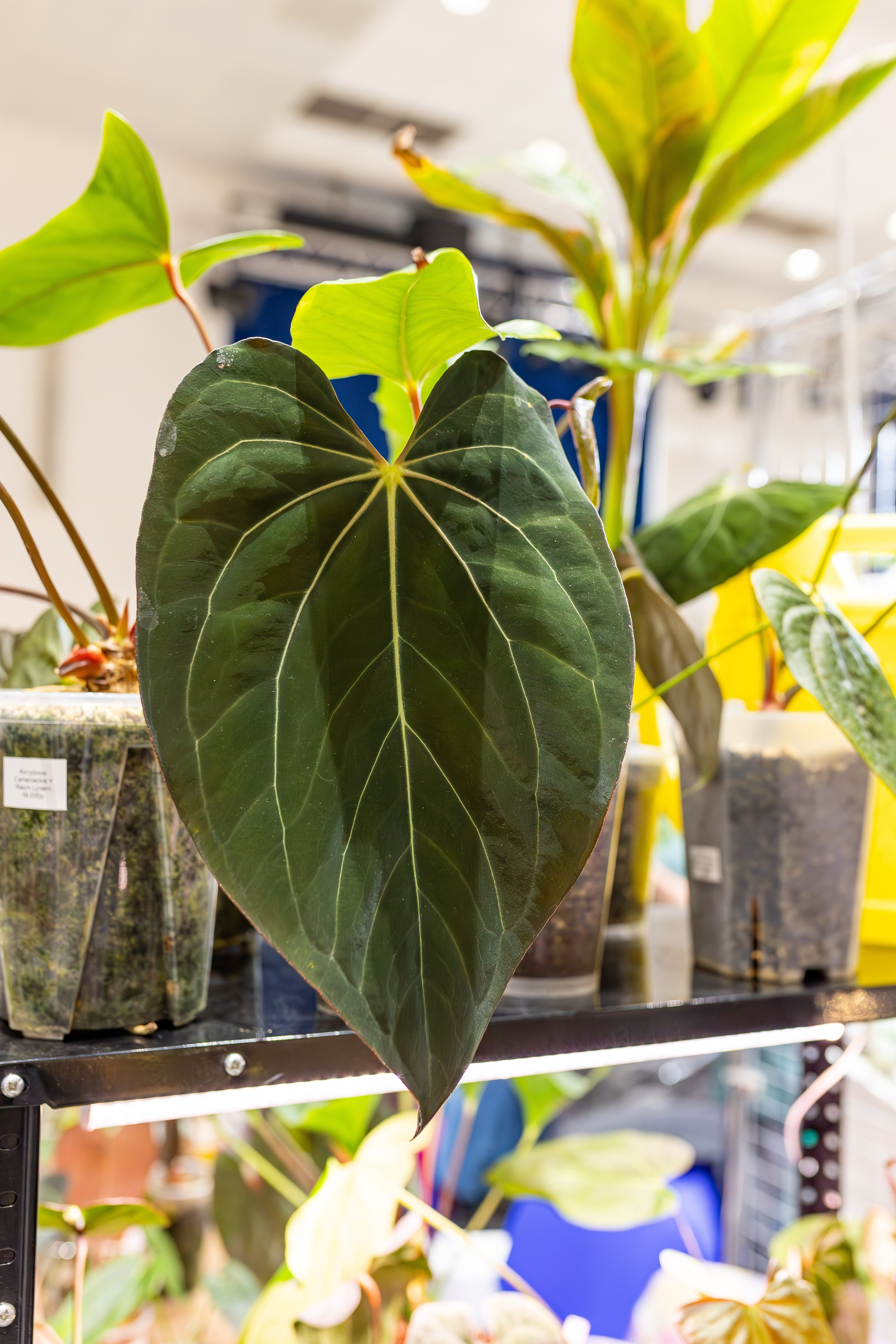 Монстериум апрель 2026. Александра Куликова фотограф, Москва