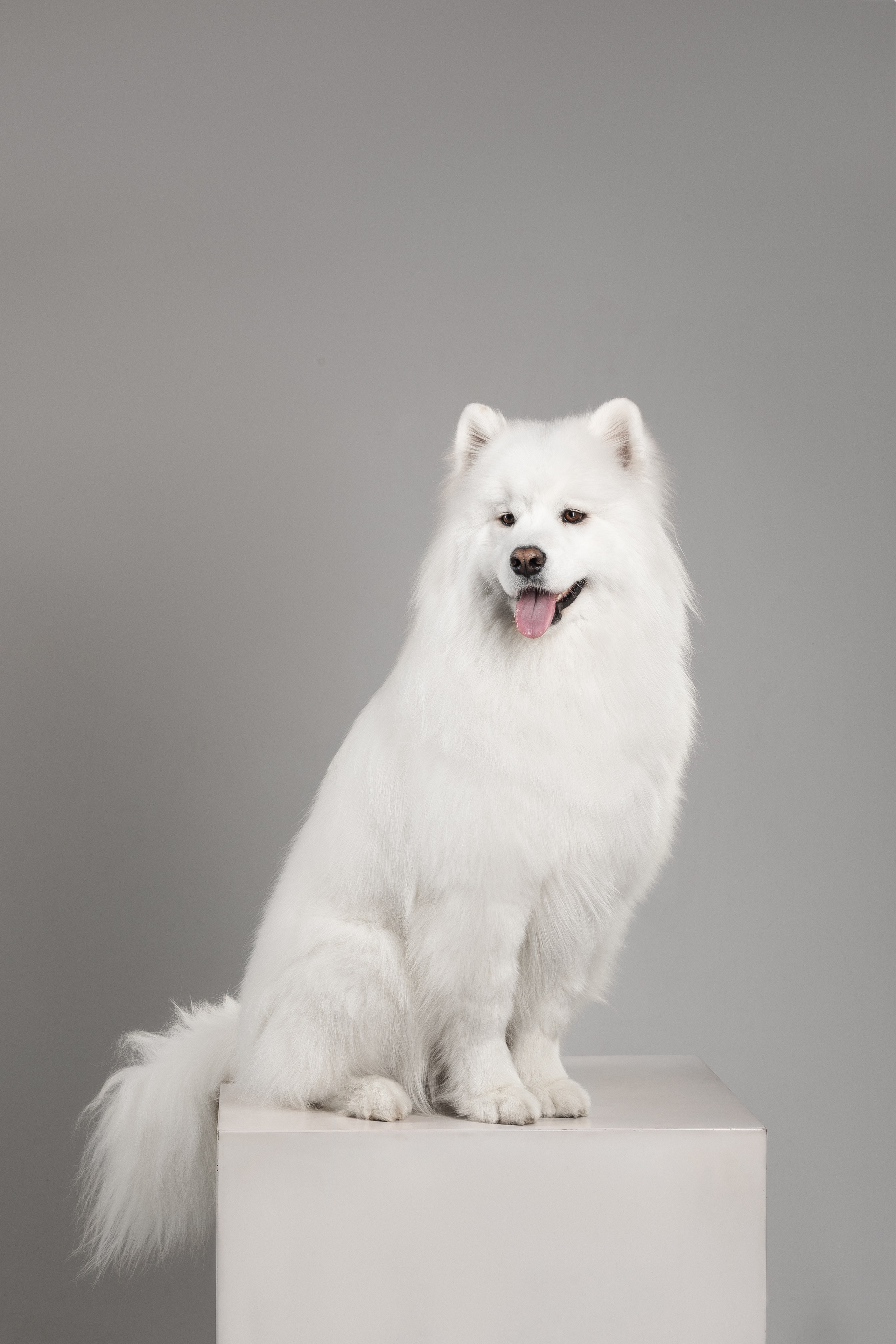 Самоеды в студии. Фотограф анималист в Москве Майорова Евгения