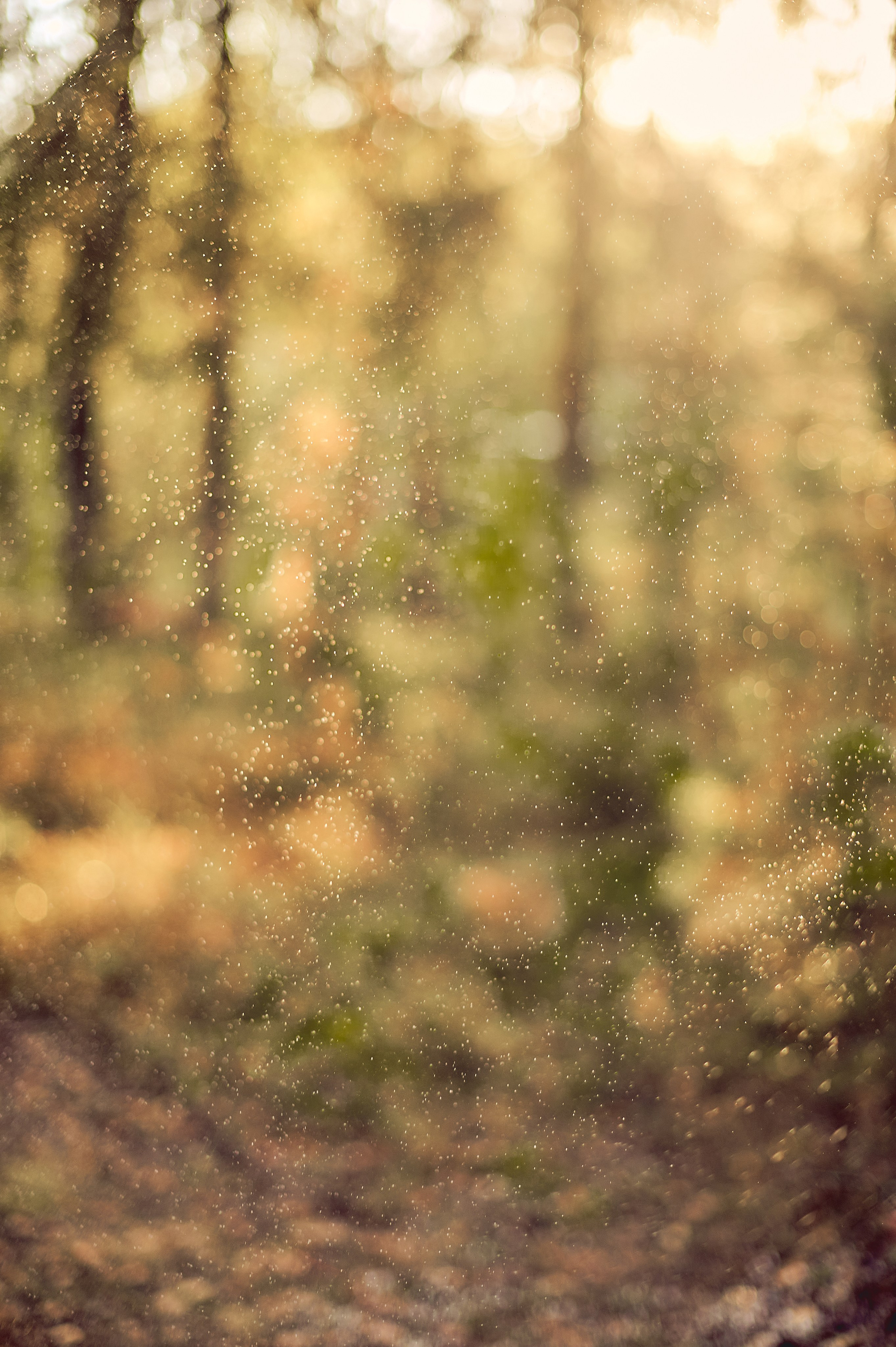 МАРТУШЕ 18. Свадебный и семейный фотограф РИТА БОЧКАРЁВА