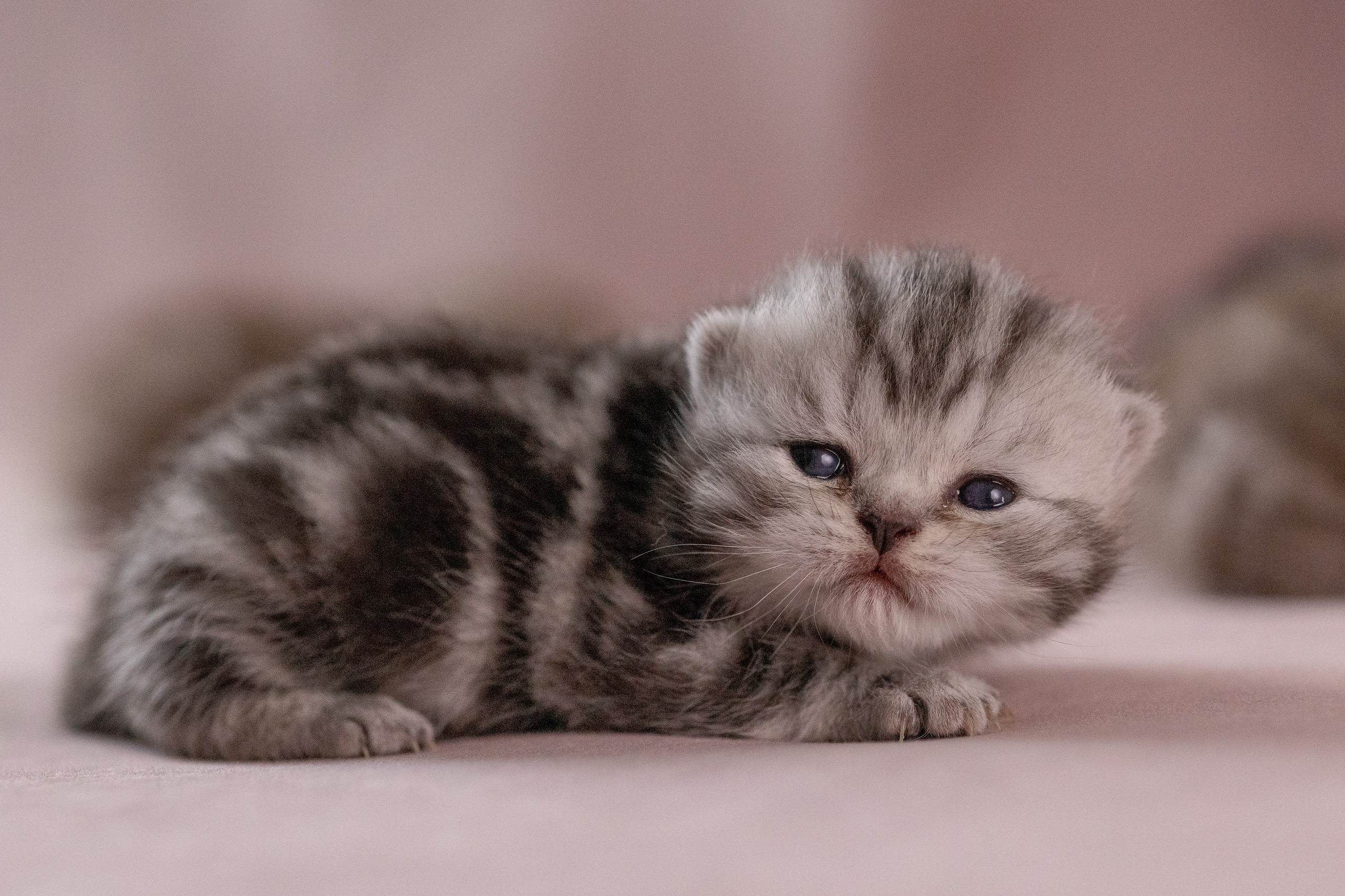 Котята. Фотограф Яна Матвеева в Ижевске