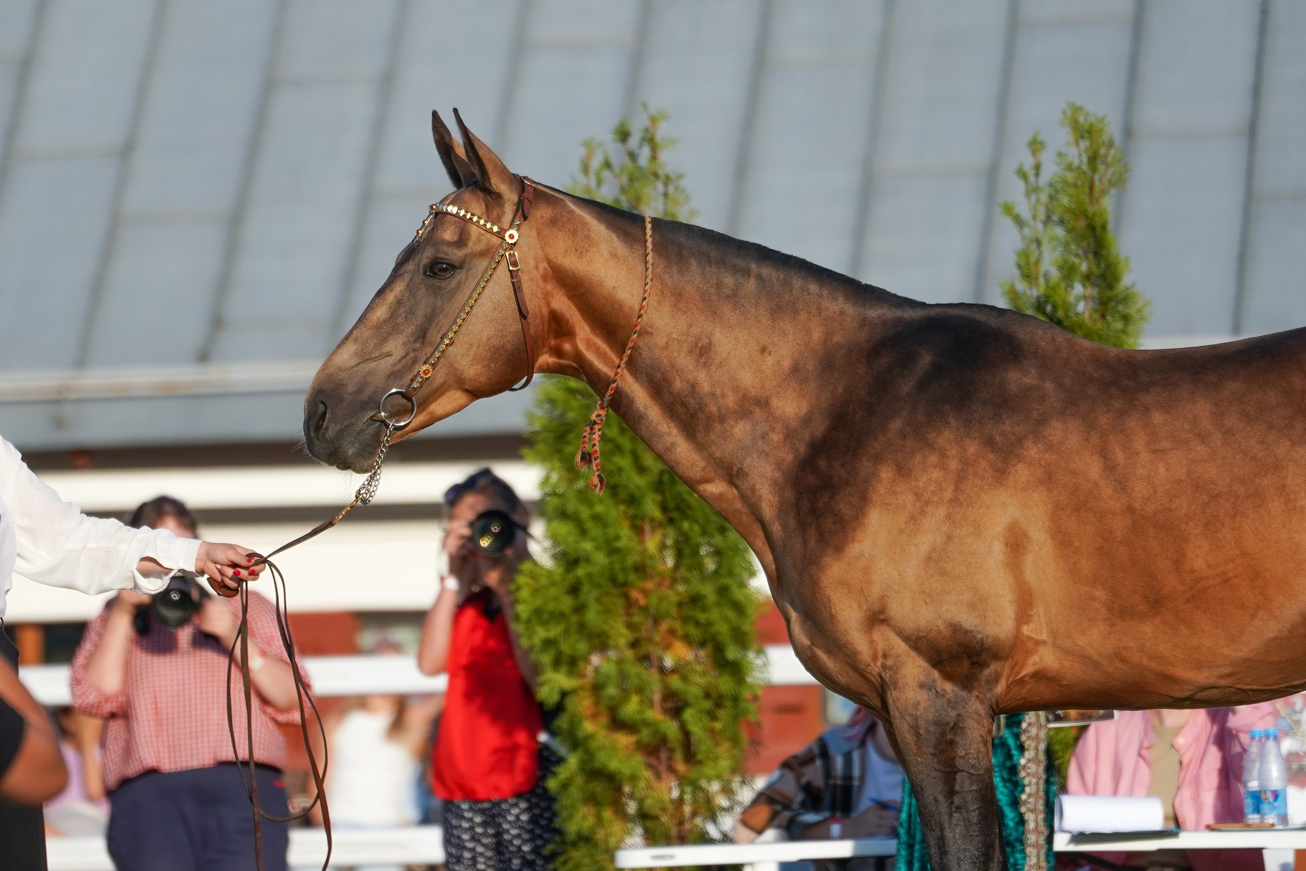 Чемпионат лошадей чистокровной ахалтекинской породы «КУБОК РОССИИ — 2024». Фотограф-анималист, портретный фотограф в Чебоксарах Мария Садыкова