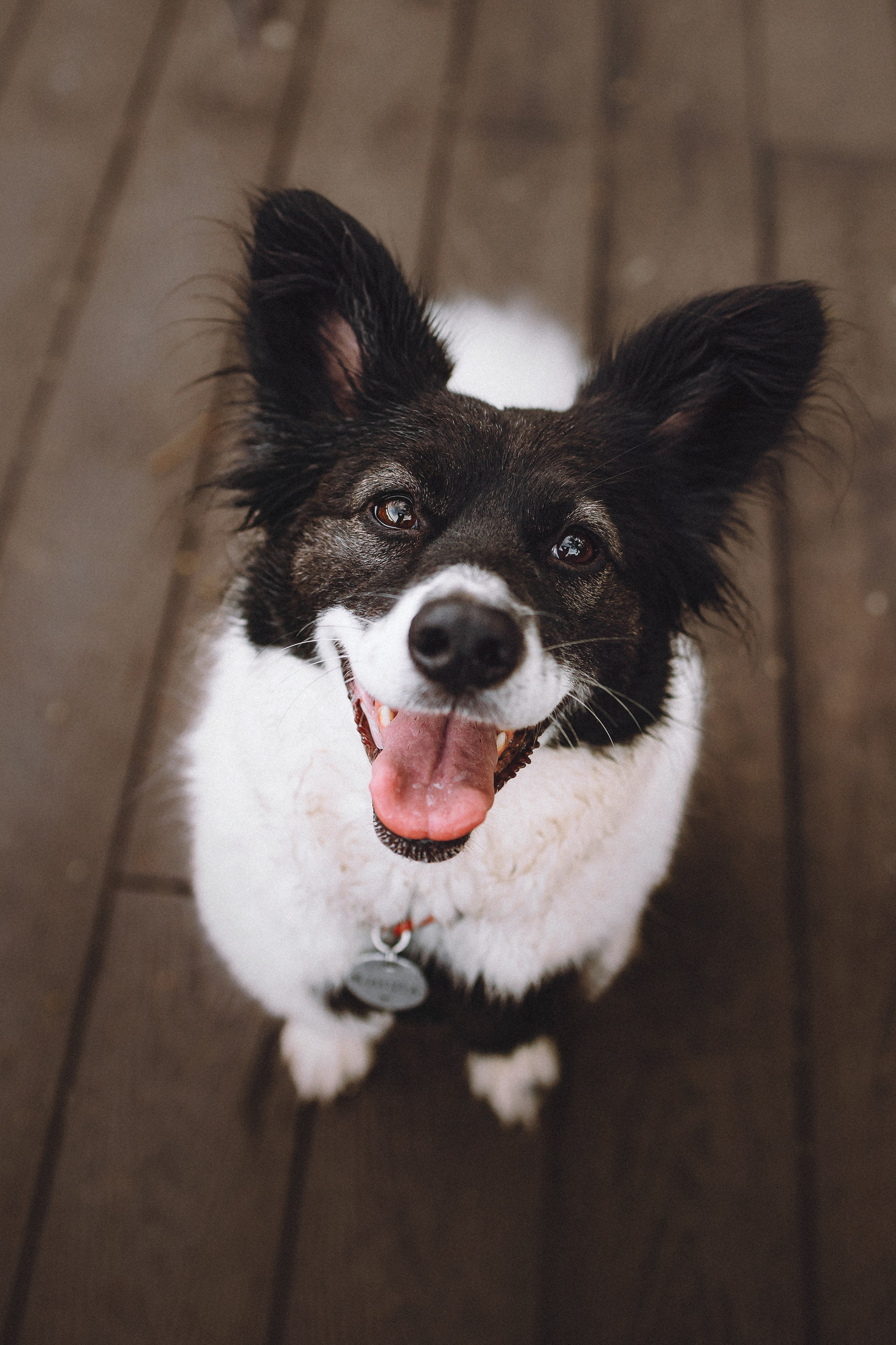 Фифа, Кнопка, Бублик и их семья