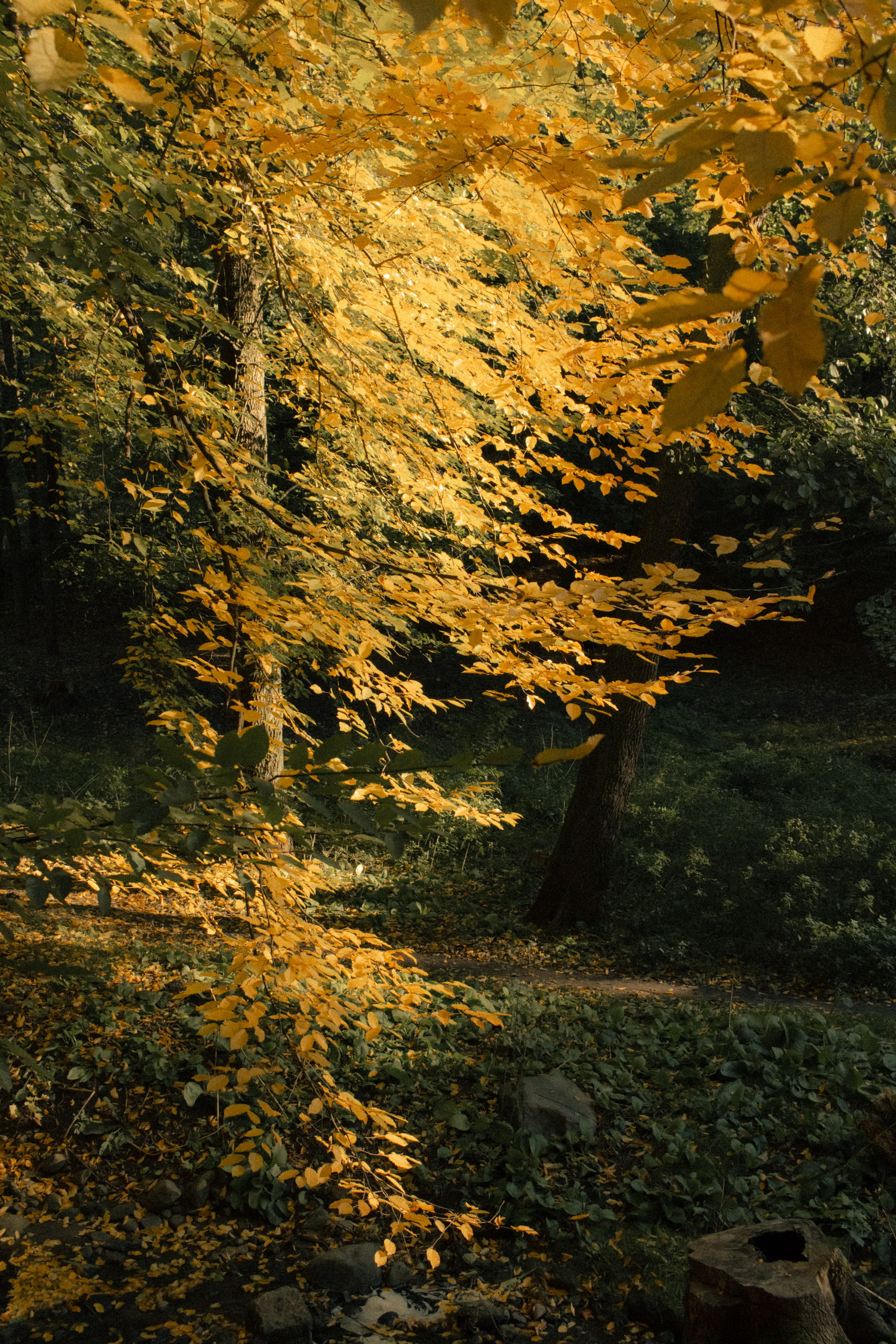 Фотопрогулка в парке Калининград. Портретный фотограф в Калининграде Рита Холодова