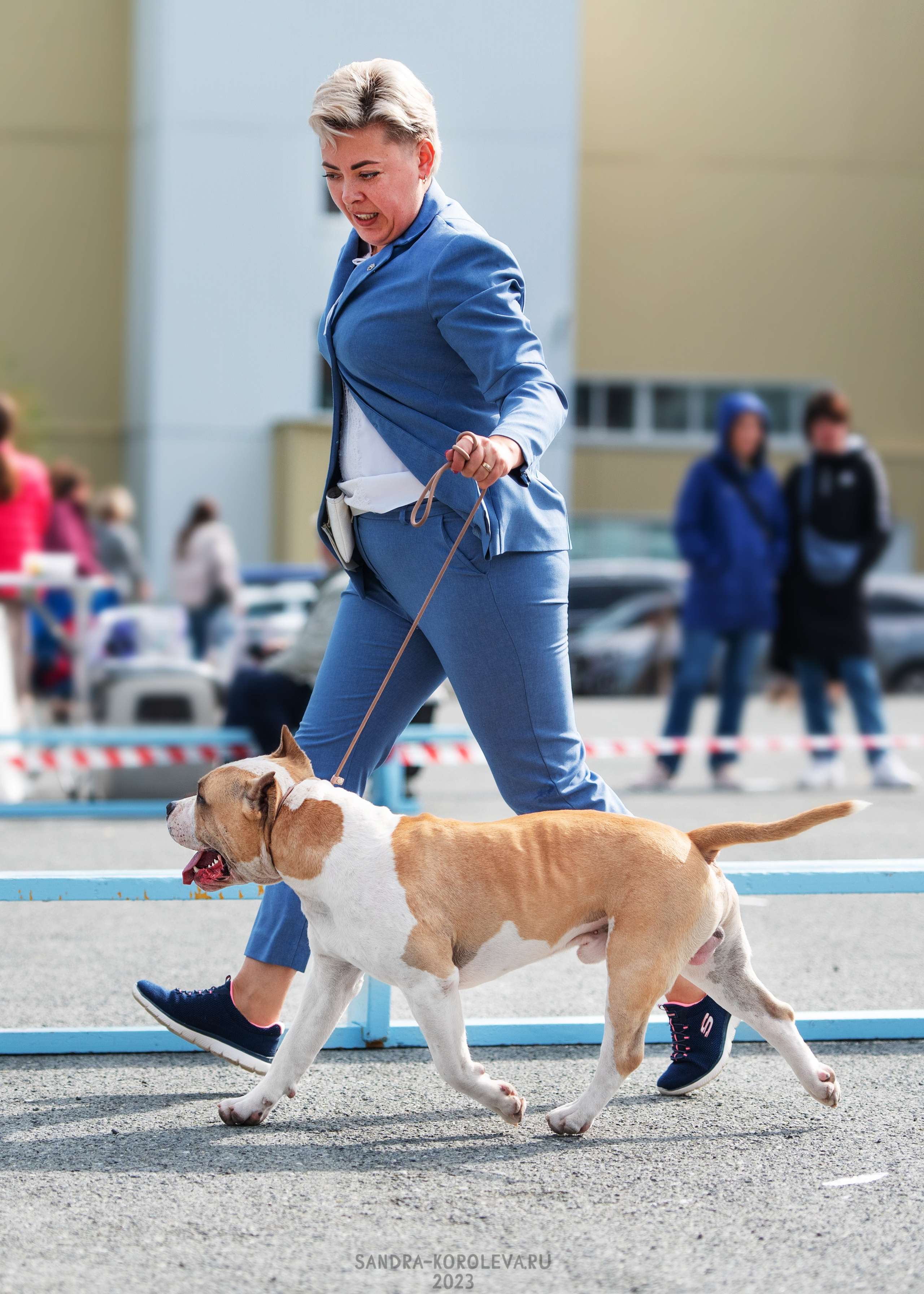 Выставка собак Тюмень 02.09.2023. Дог-фотограф в Тюмени Александра Королева
