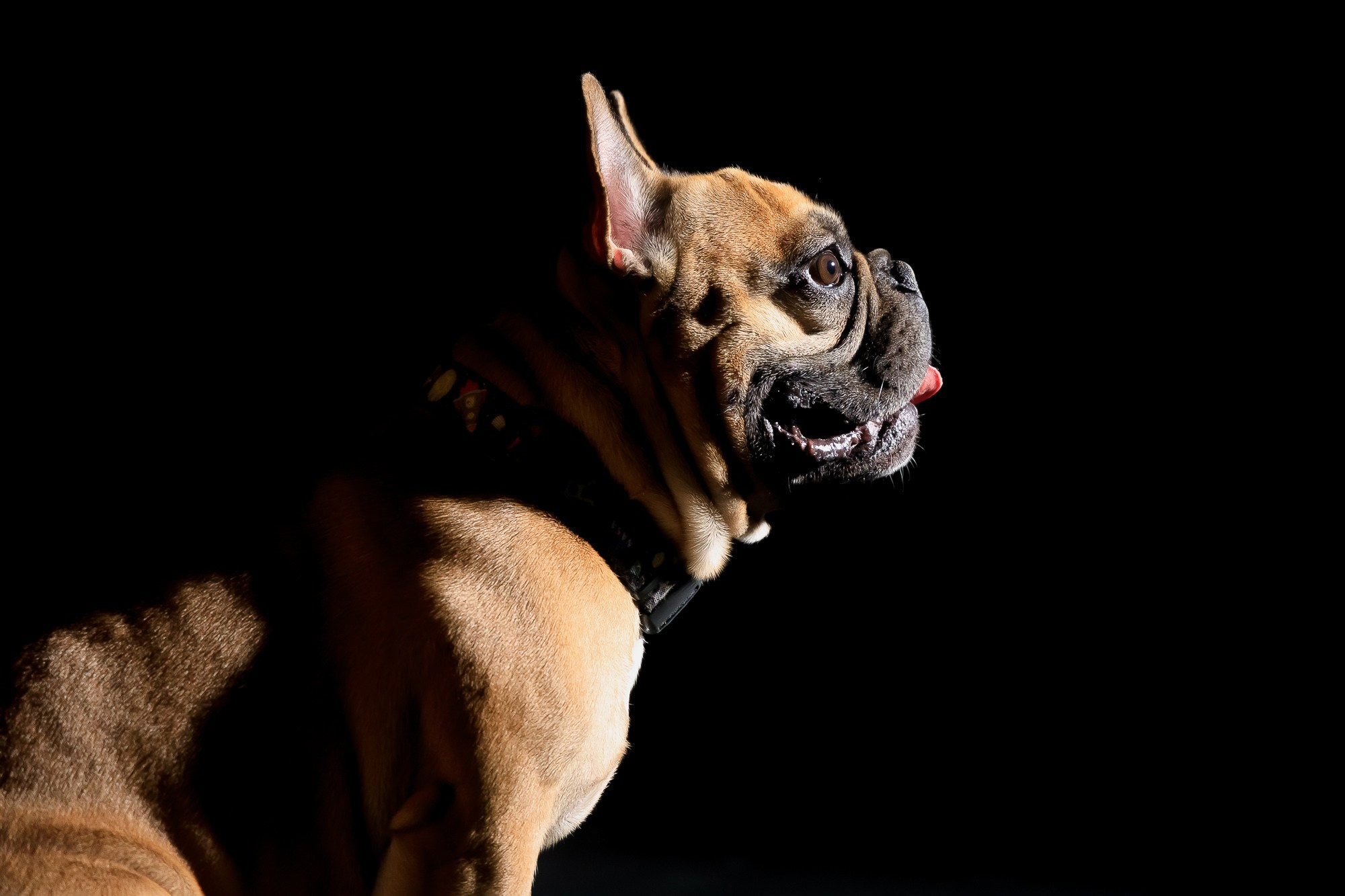 Семейная фотосессия с питомцами в студии. Фотограф в Саратове Ольга Мазлова
