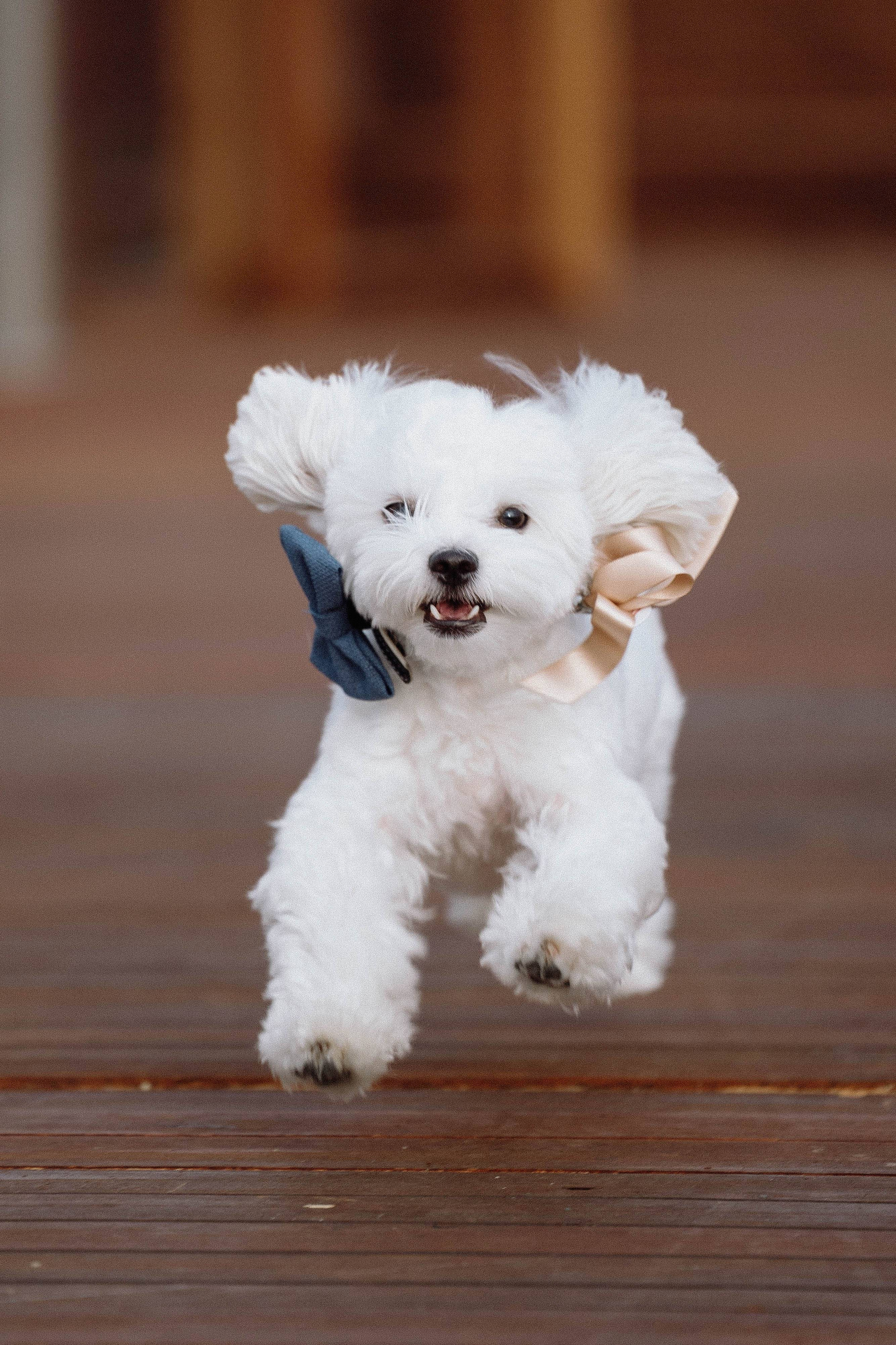 Wedding_Diana+Ivan. About