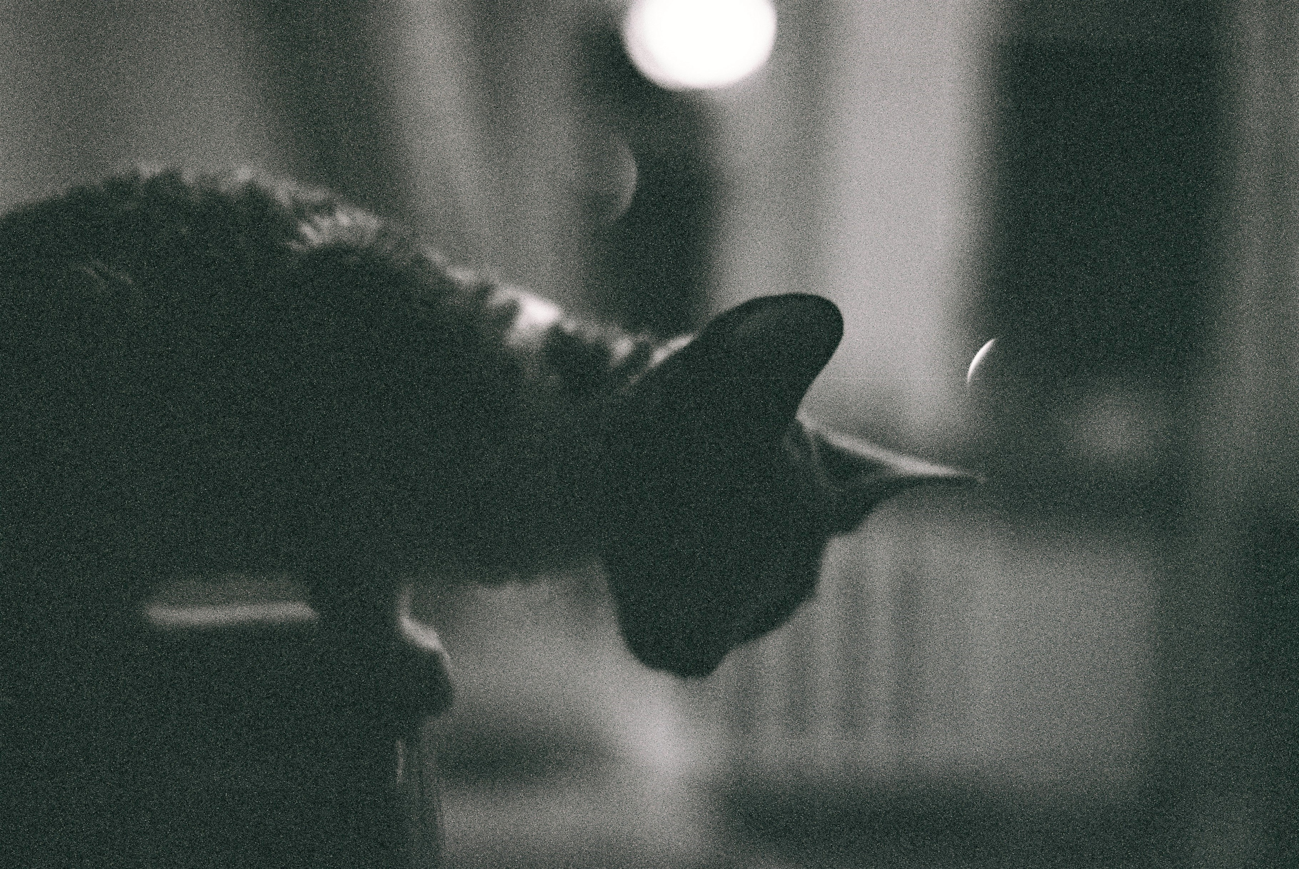 Film. Ruslan UI Dev Page