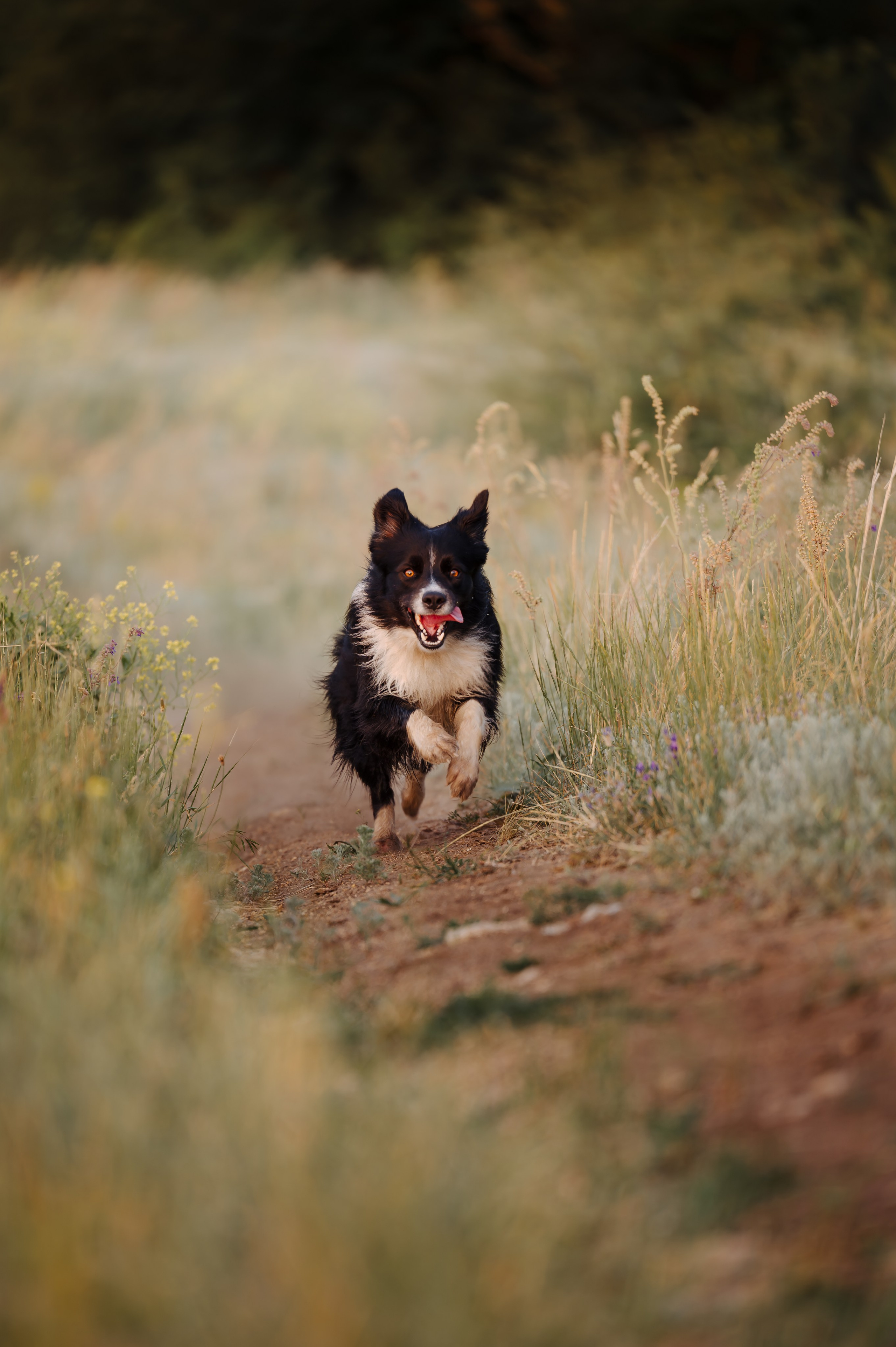 Прогулка на рассвете с бордер-колли. Фотограф в Ростове —на — Дону