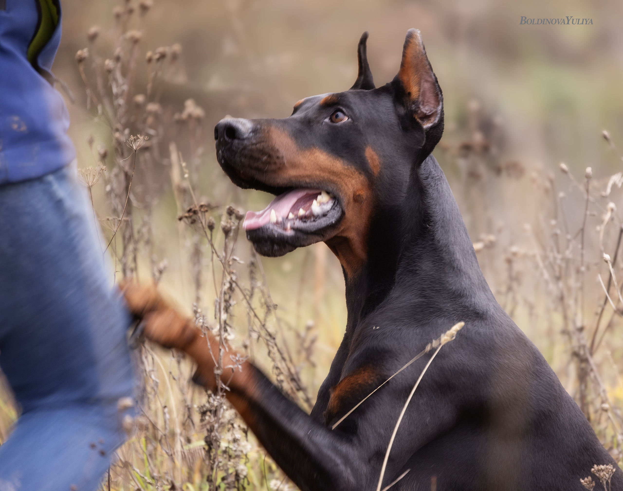 Собаки. Boldinova Yulia фотограф Москва