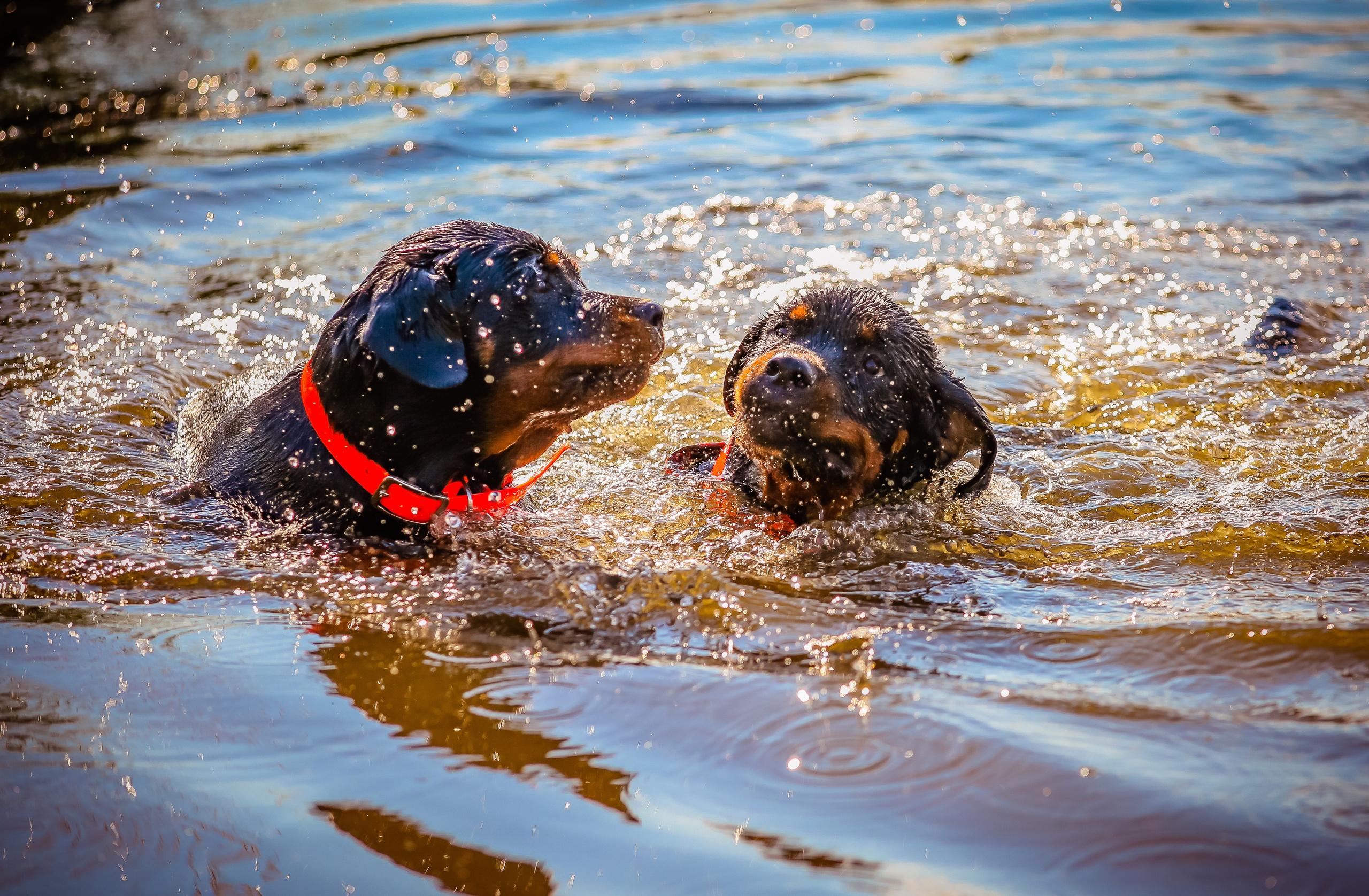 Животные. Авторские туры с профессиональным фотографом