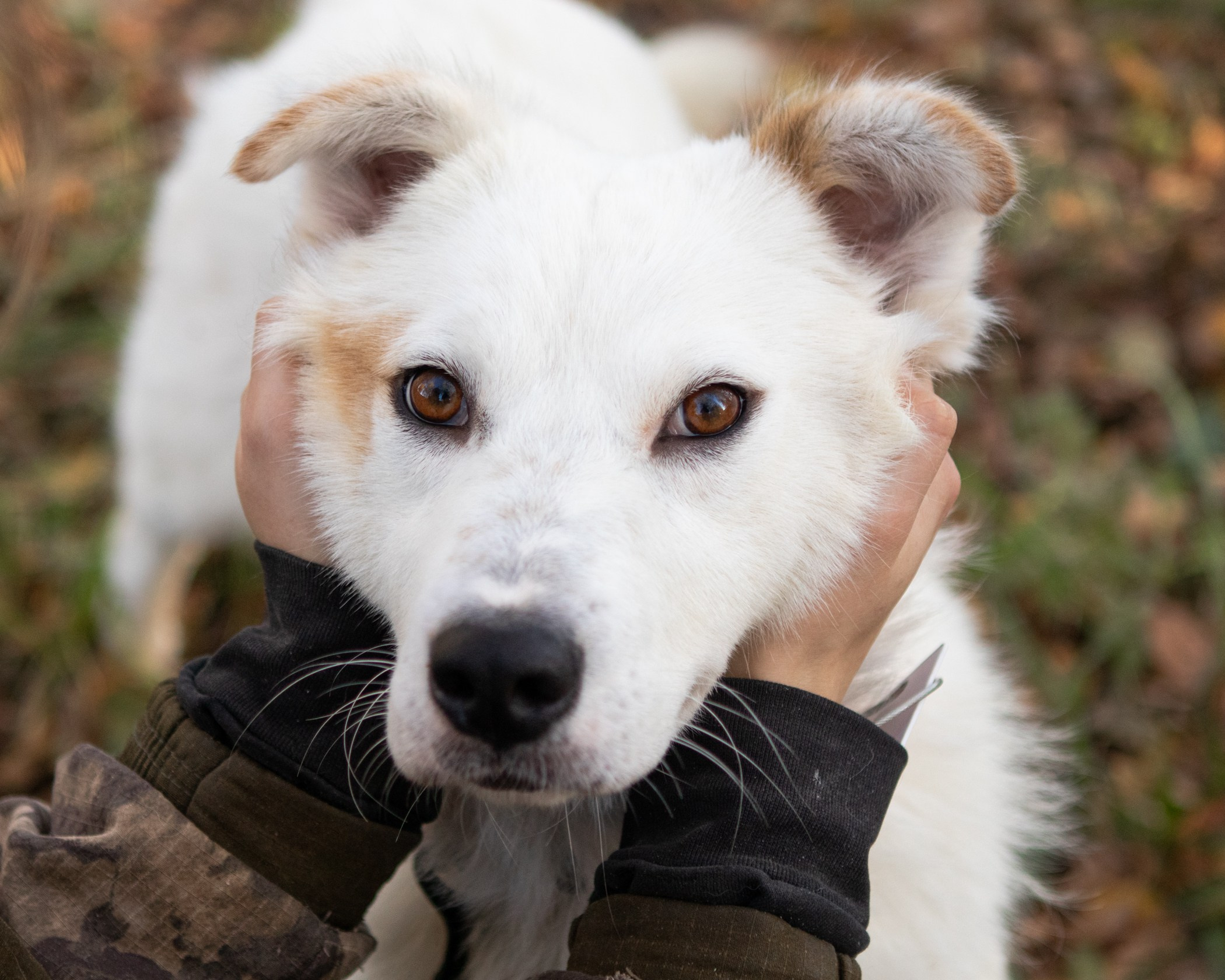 Собаки. Фотограф-анималист Полина Колкова | Москва