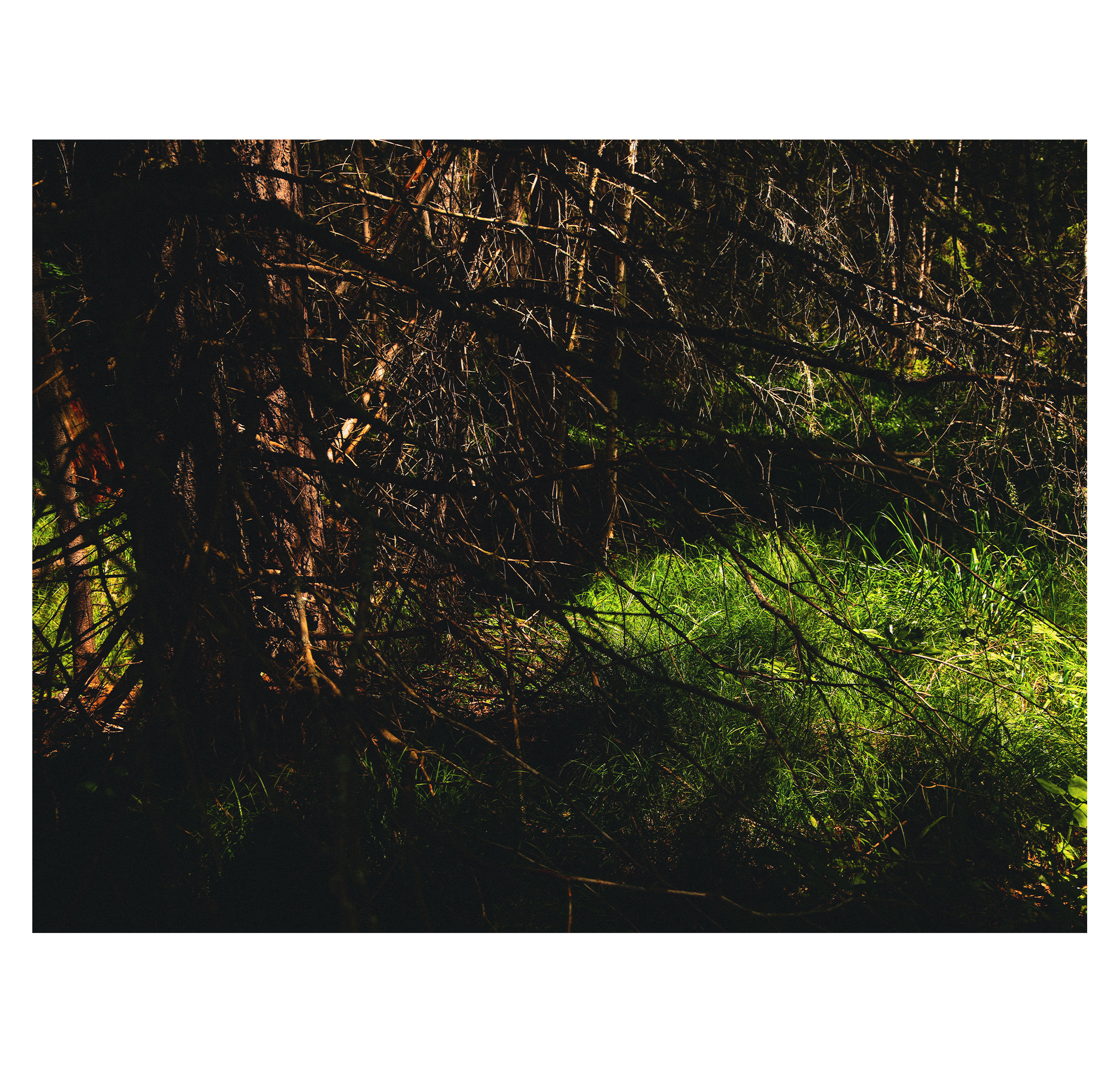 Summer hike. Фотограф/дизайнер в Екатеринбурге Хитрый Дмитрий