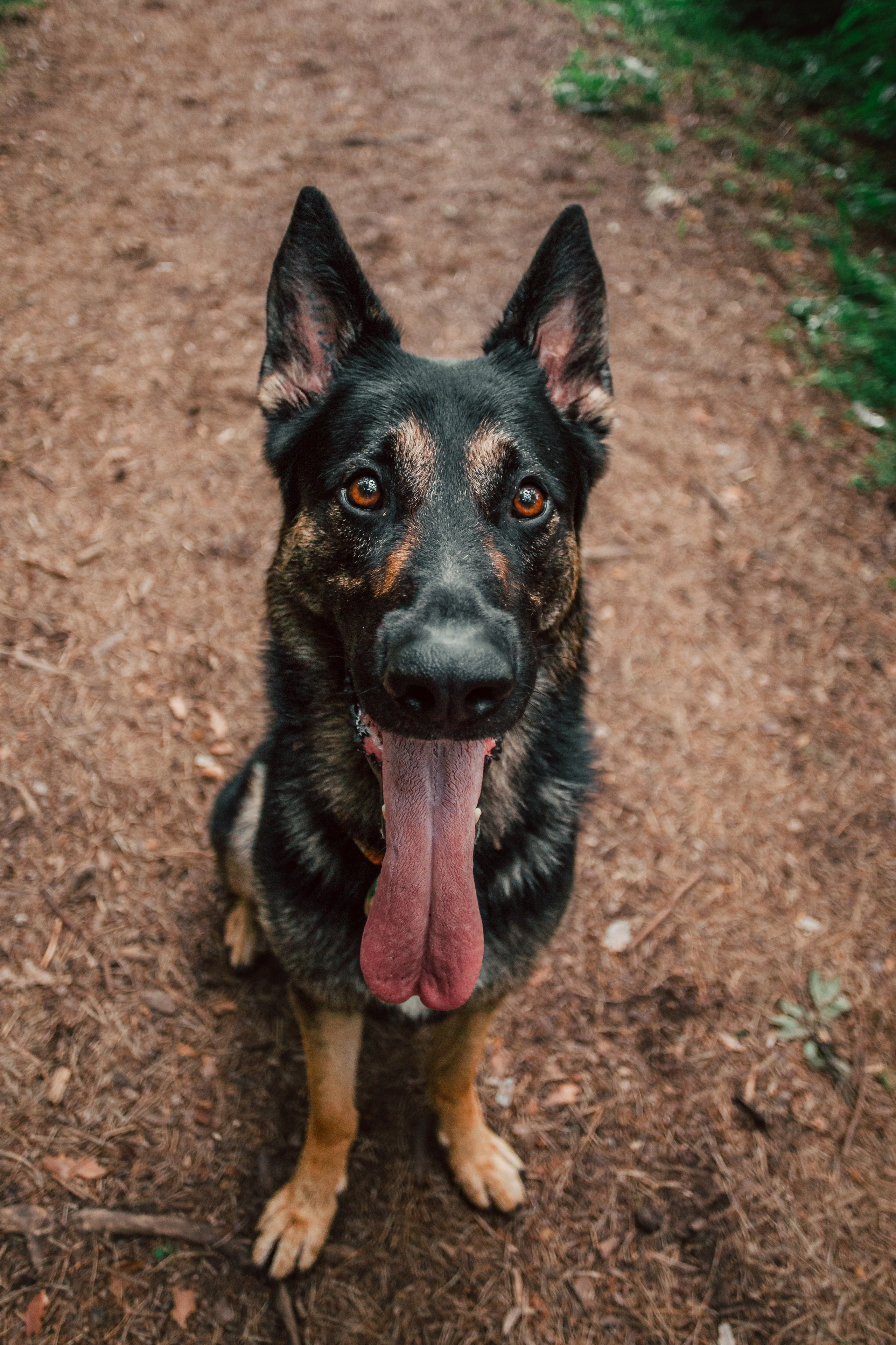 Лесная летняя фотопрогулка. Фотограф-анималист Татьяна Степанова