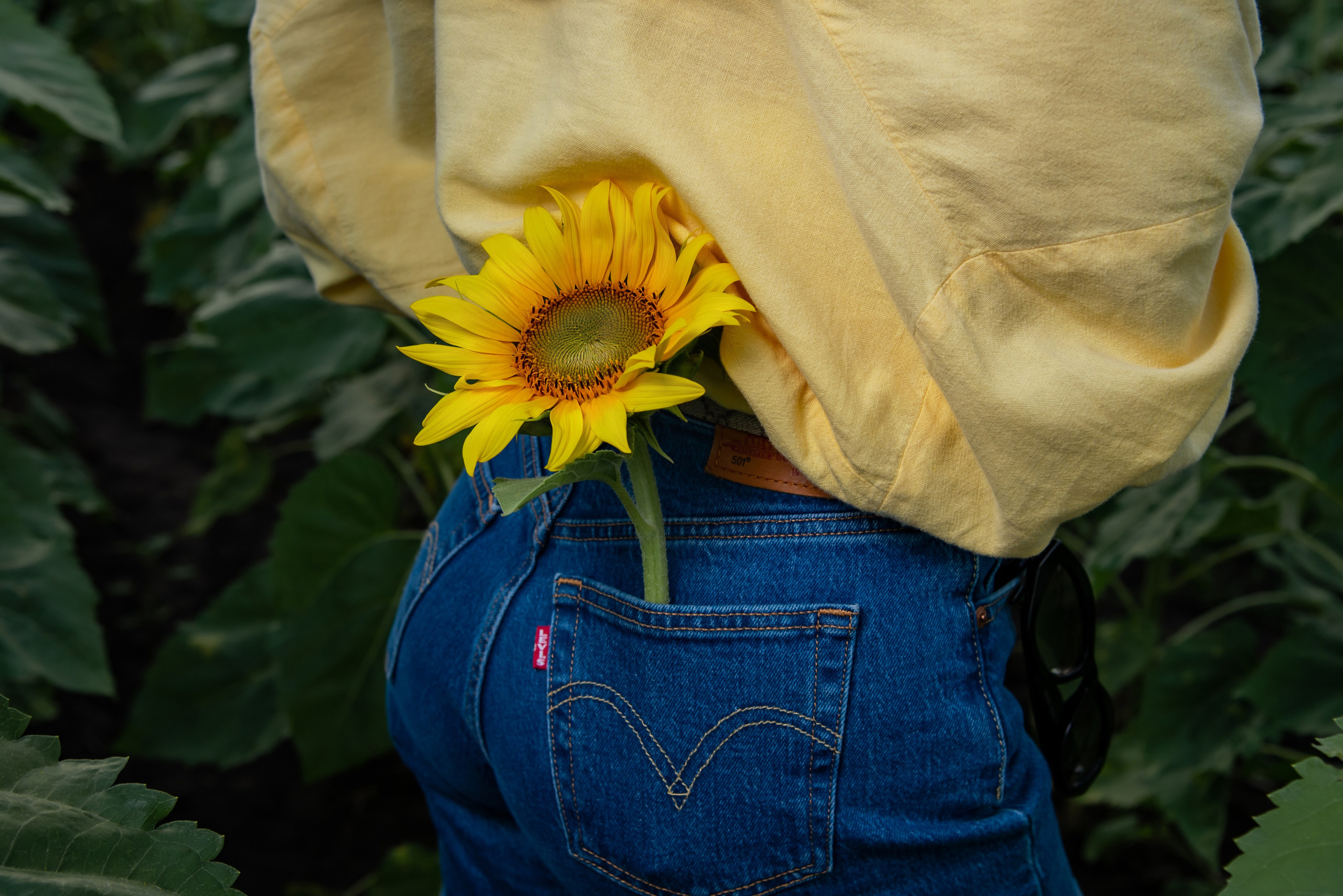 Подсолнух. Фотограф Галина Нестерова