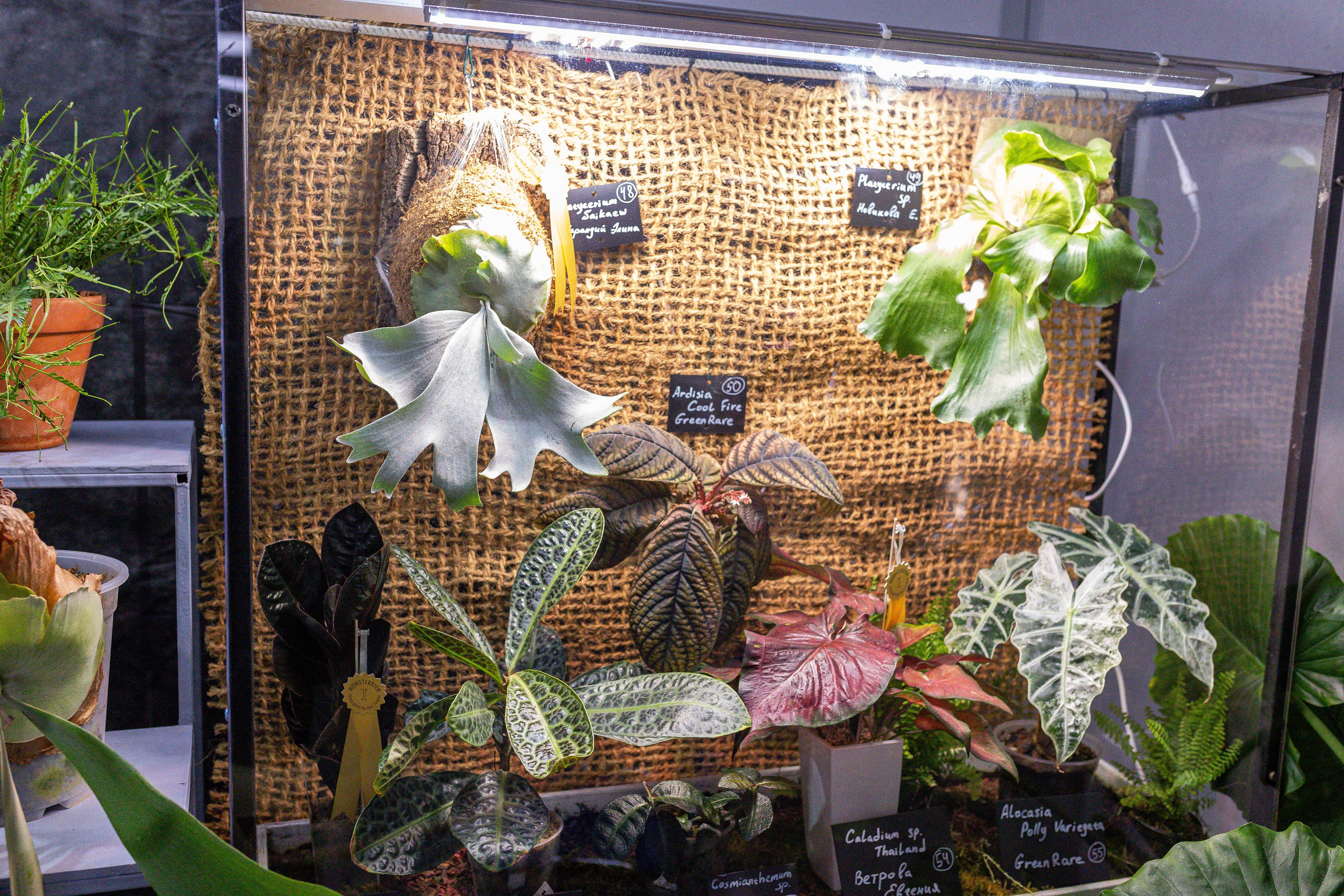 Монстериум апрель 2025. Александра Куликова фотограф, Москва