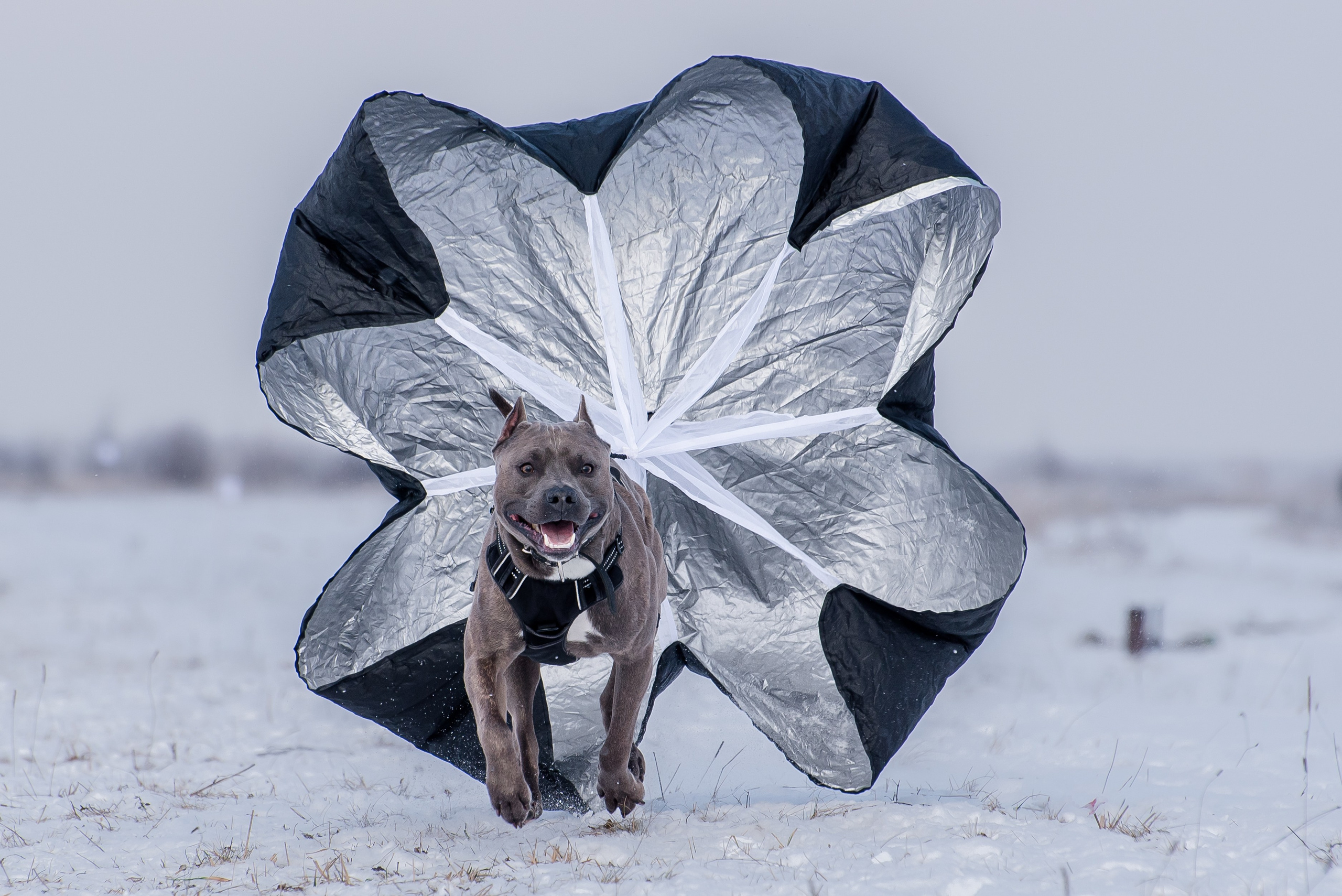 Бега за механической приманкой (Курсинг). Фотограф Макс Огурцов в Нижнем Новгороде