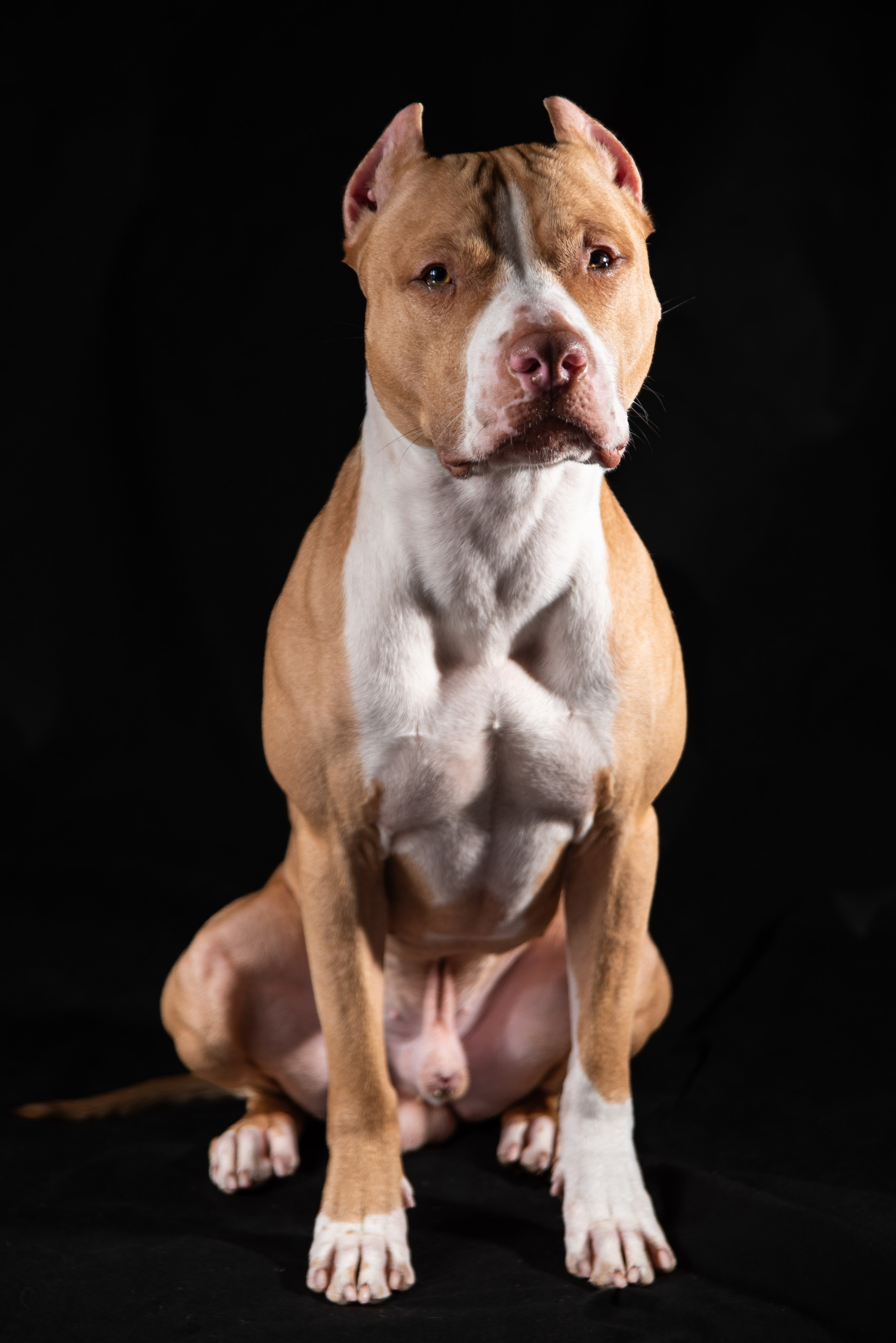 Фотосессия собак на чёрном фоне. Фотограф Макс Огурцов в Нижнем Новгороде