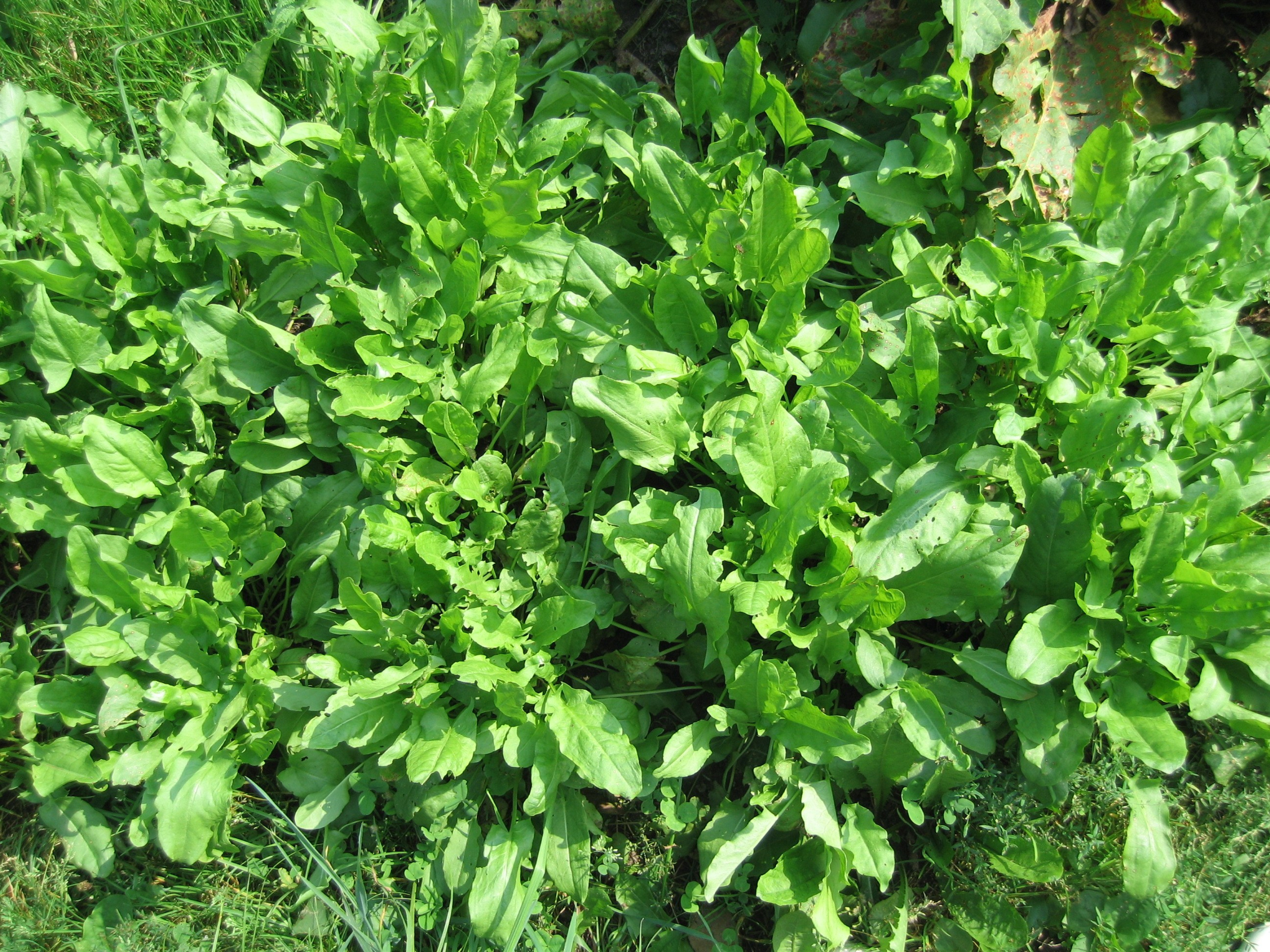 Зелёная трава и растения с широкими листьями. Растения растут густо, создавая плотный зелёный ковёр.