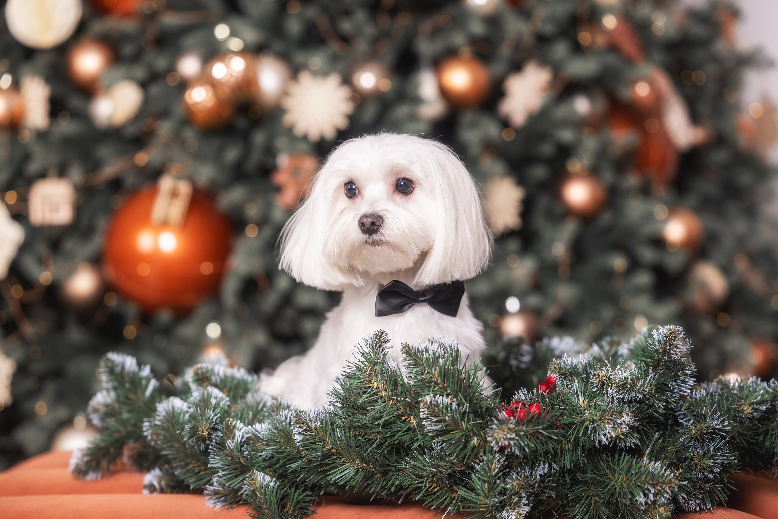 Хвостатый Новый Год. Фотограф Алена Звездина