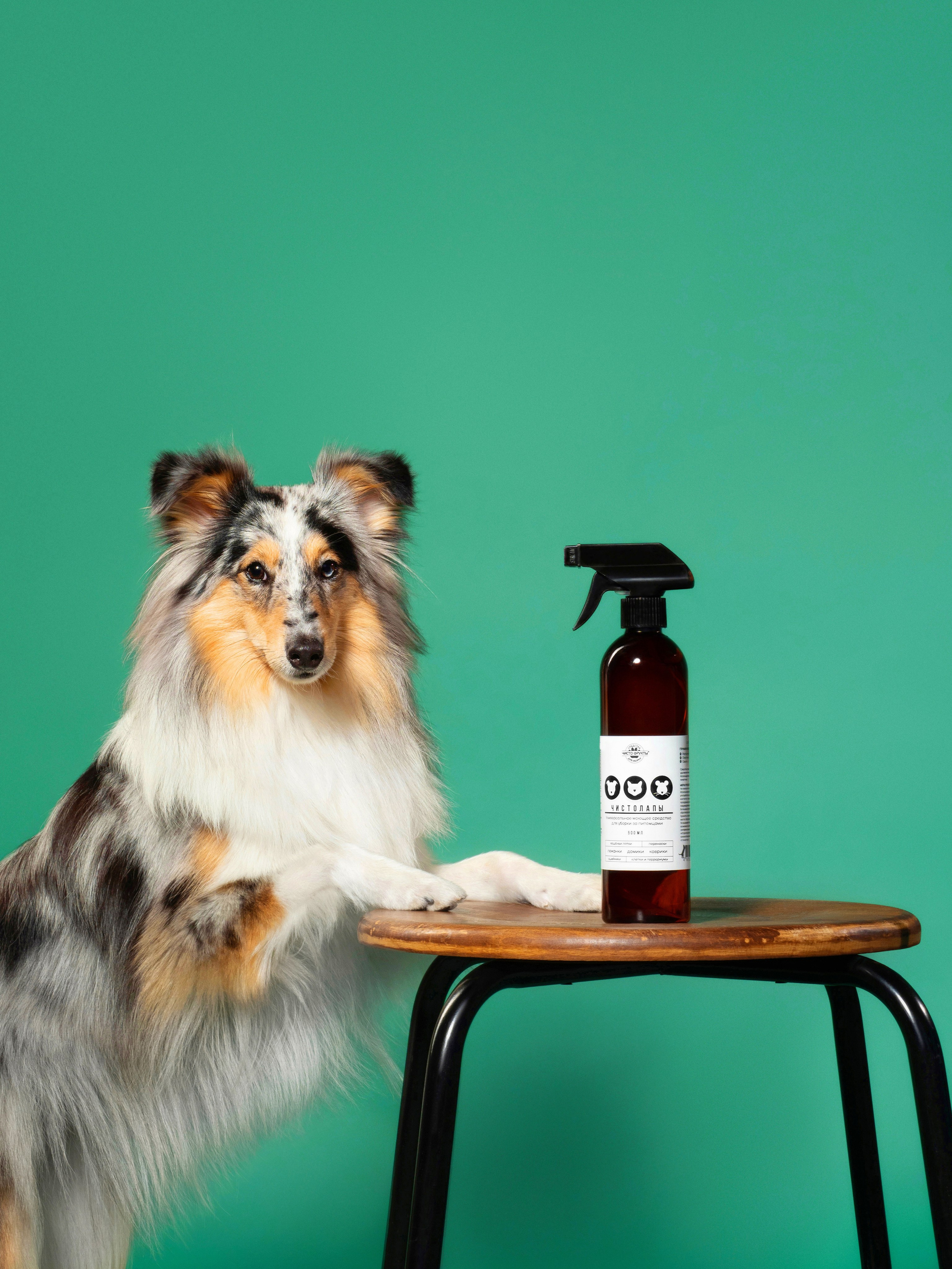 Рекламная съёмка. Фотограф животных и людей в Санкт-Петербурге Дарья Быстрицкая