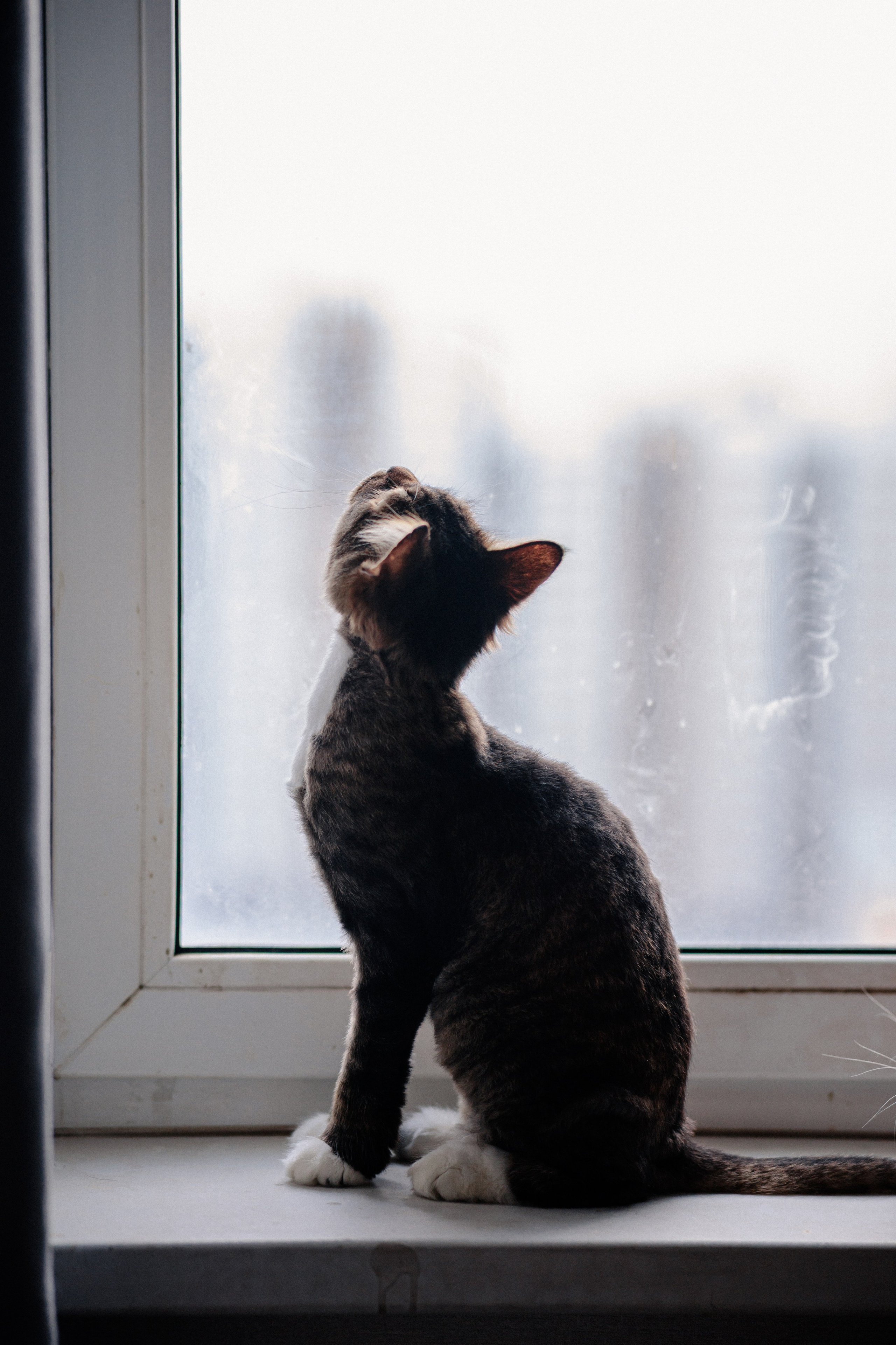 Ася и ее семья. Фотограф в Санкт-Петербурге Алёна Губинская