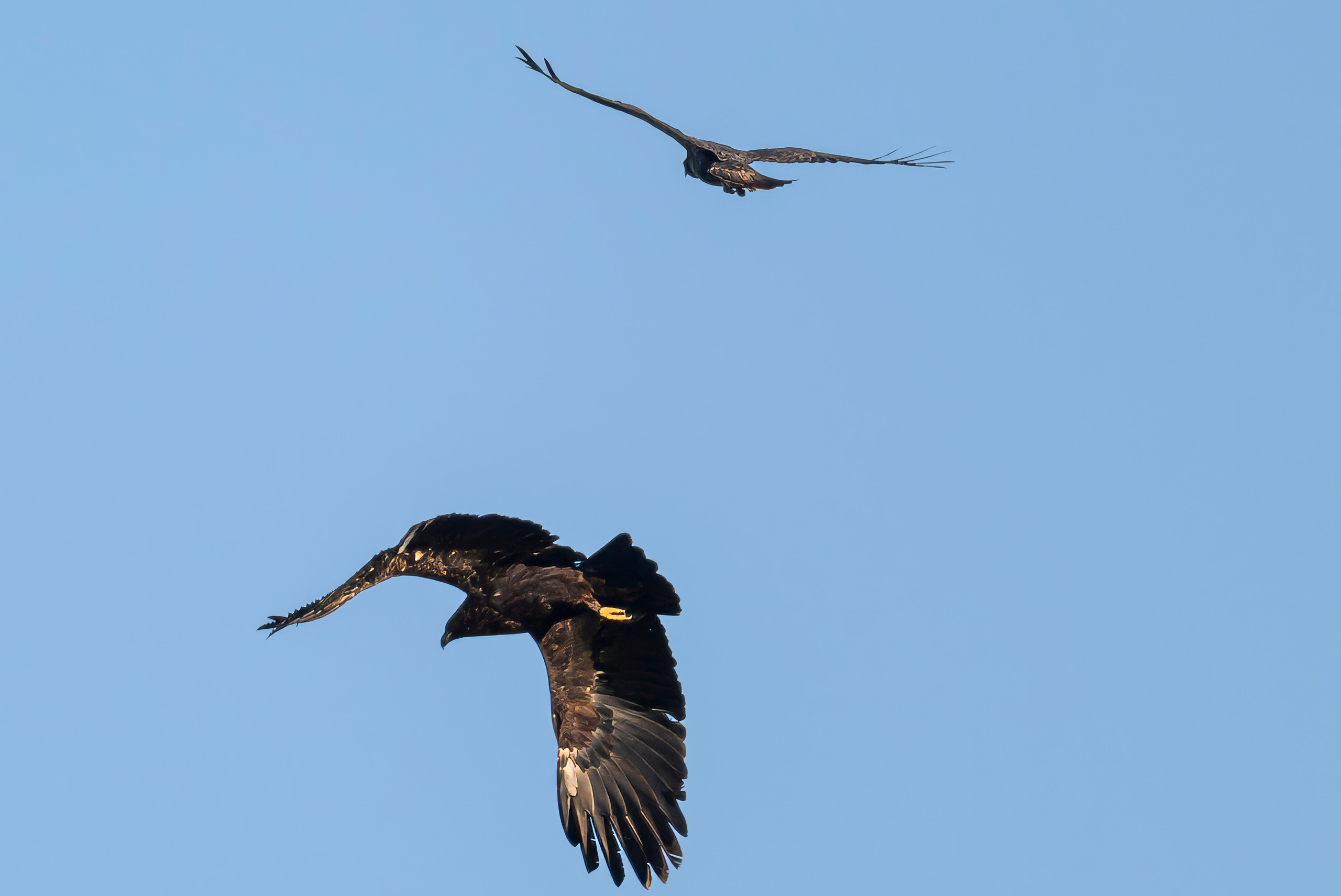 Журавлей спугнули. The cranes were scared away. Фотограф Сергей Пупонин