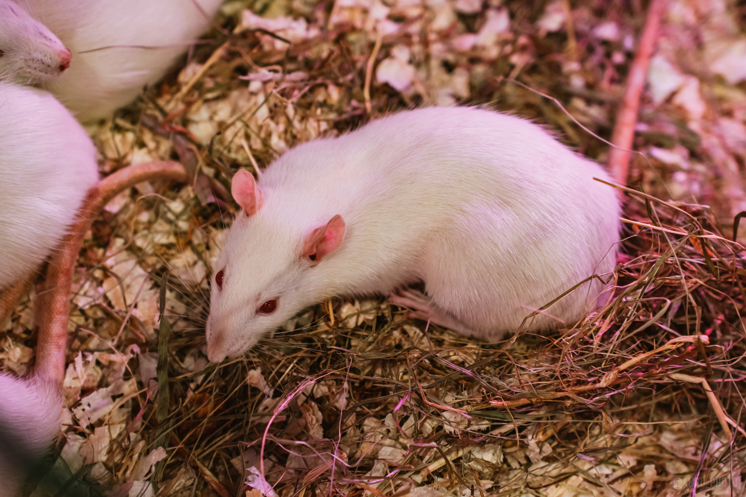 Рептилиум. Репортажный фотограф Анастасия Рубцова