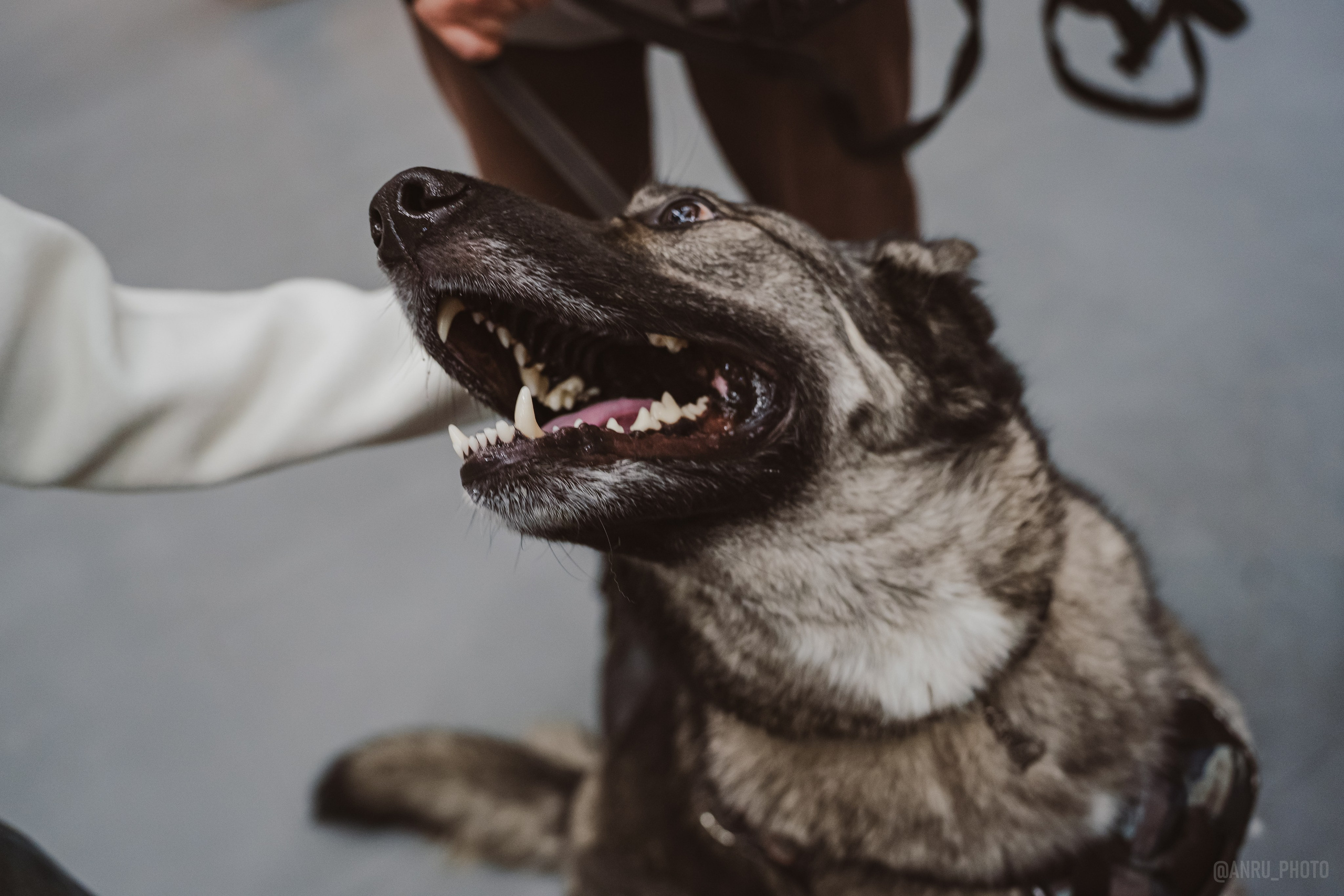 Fox Family fest. Репортажный фотограф Анастасия Рубцова