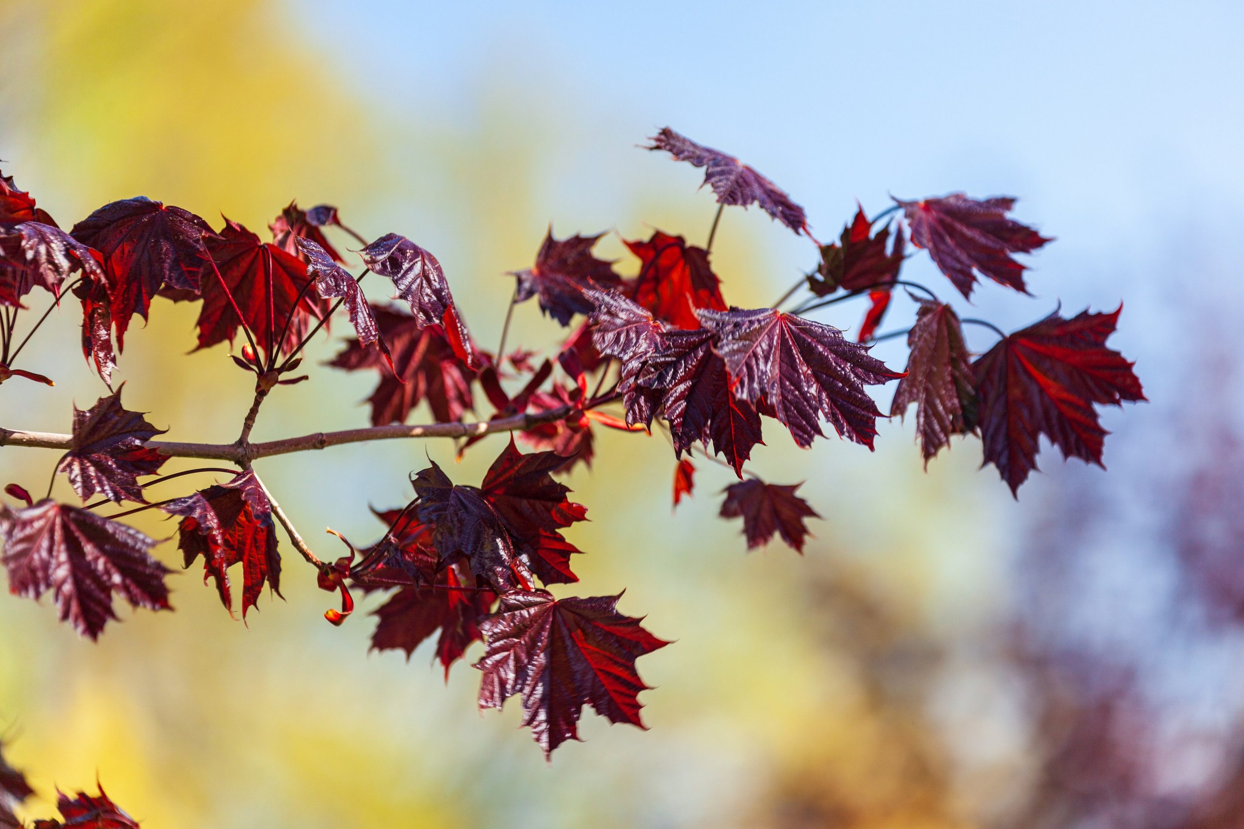 Тропинки детства. Фотохудожник Артём Парамонов