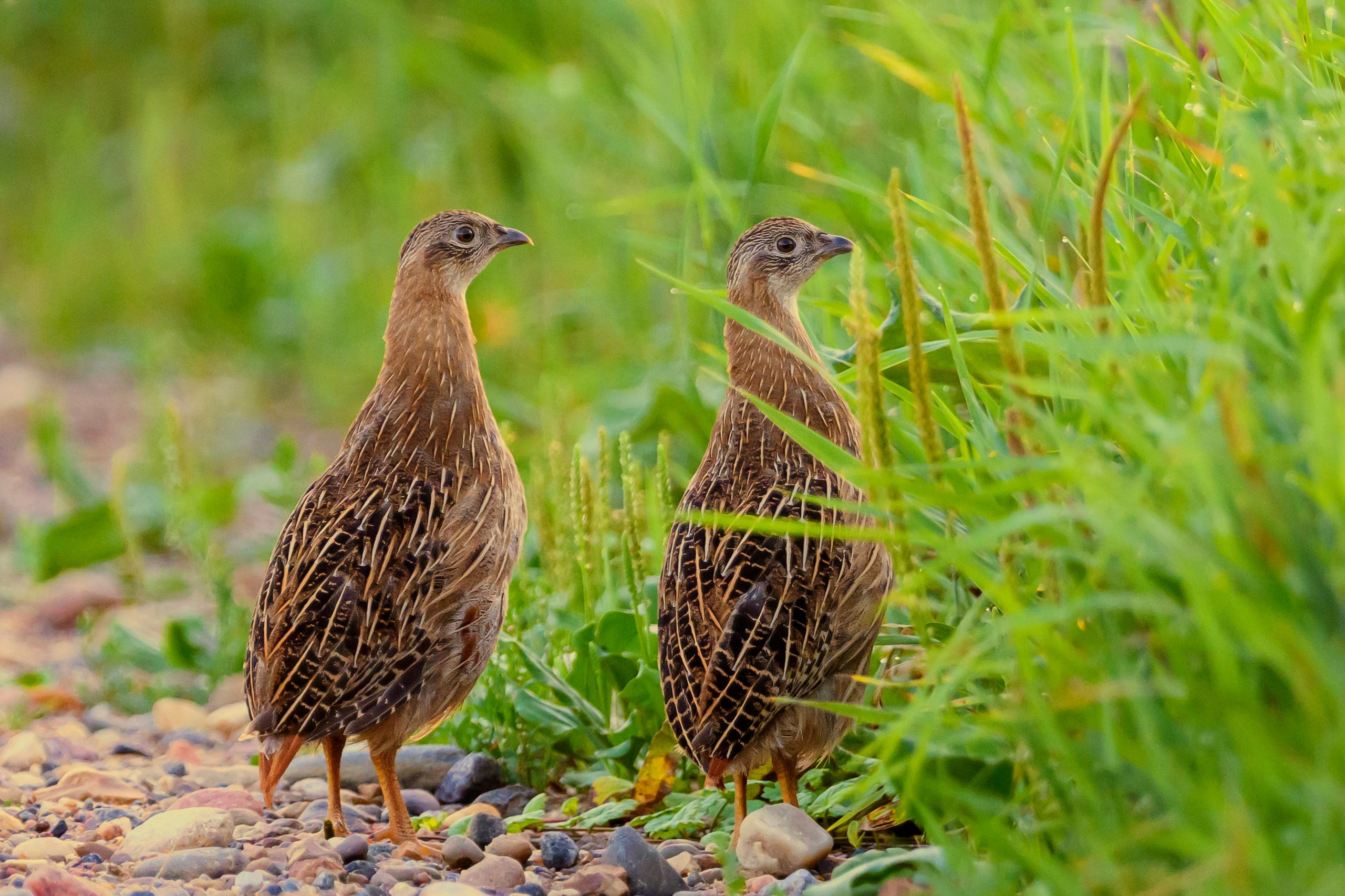 Подросшие птенцы куропатки. Wildlife photography by Sergey Puponin