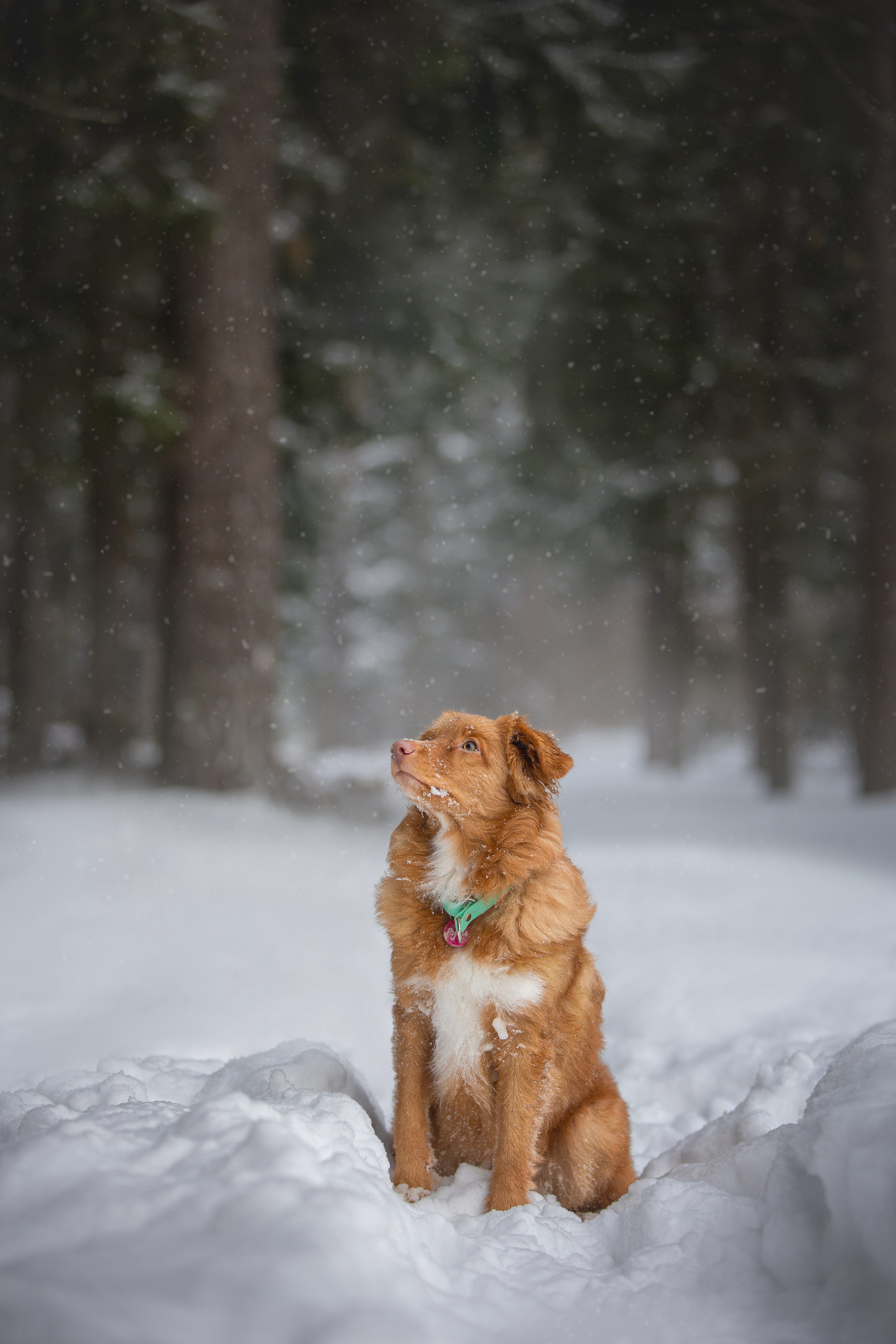 Руби, Николь, Кирилл и Мила. Фотограф анималист в Москве Майорова Евгения