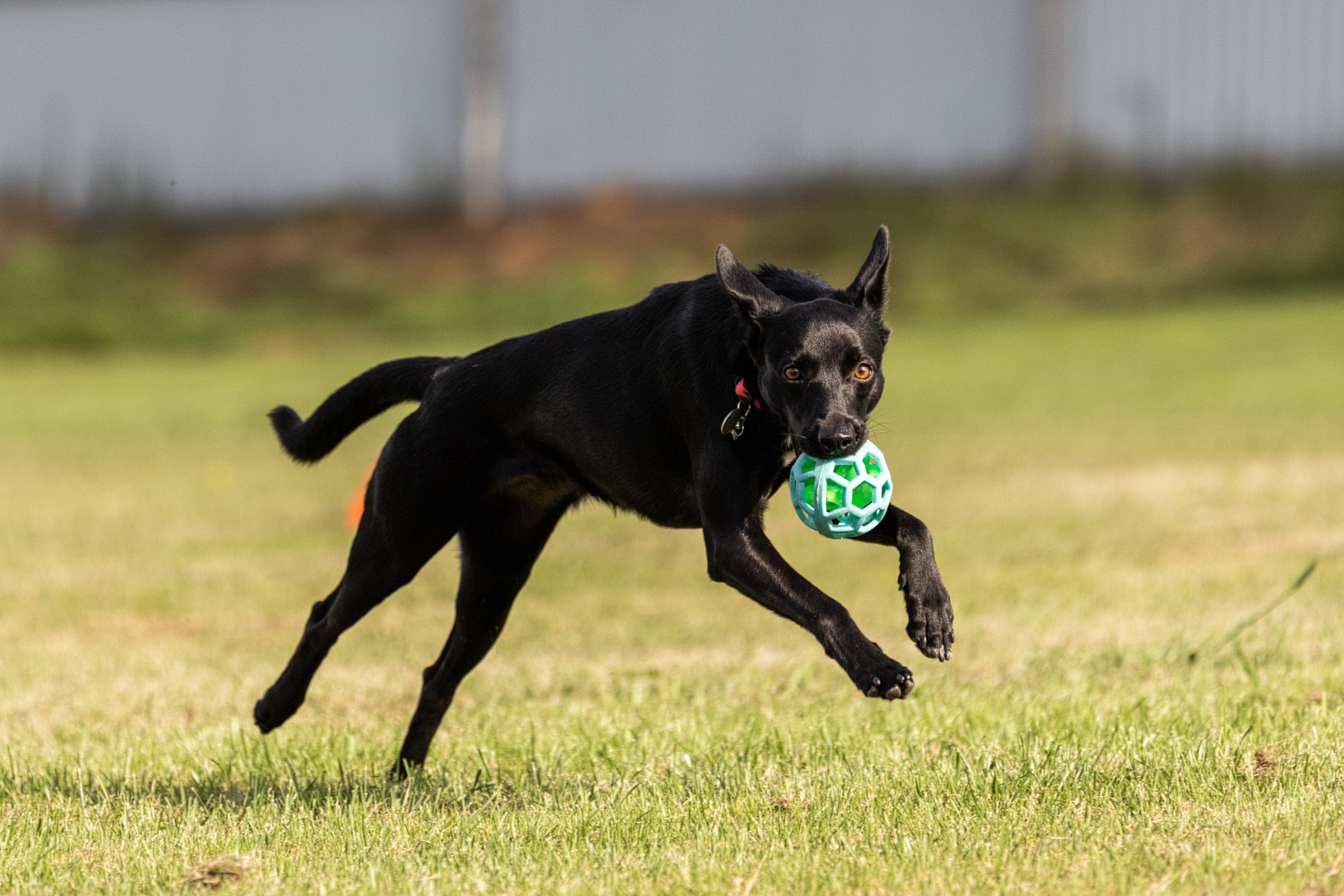 Дог-фризби. Irenephoto.ru